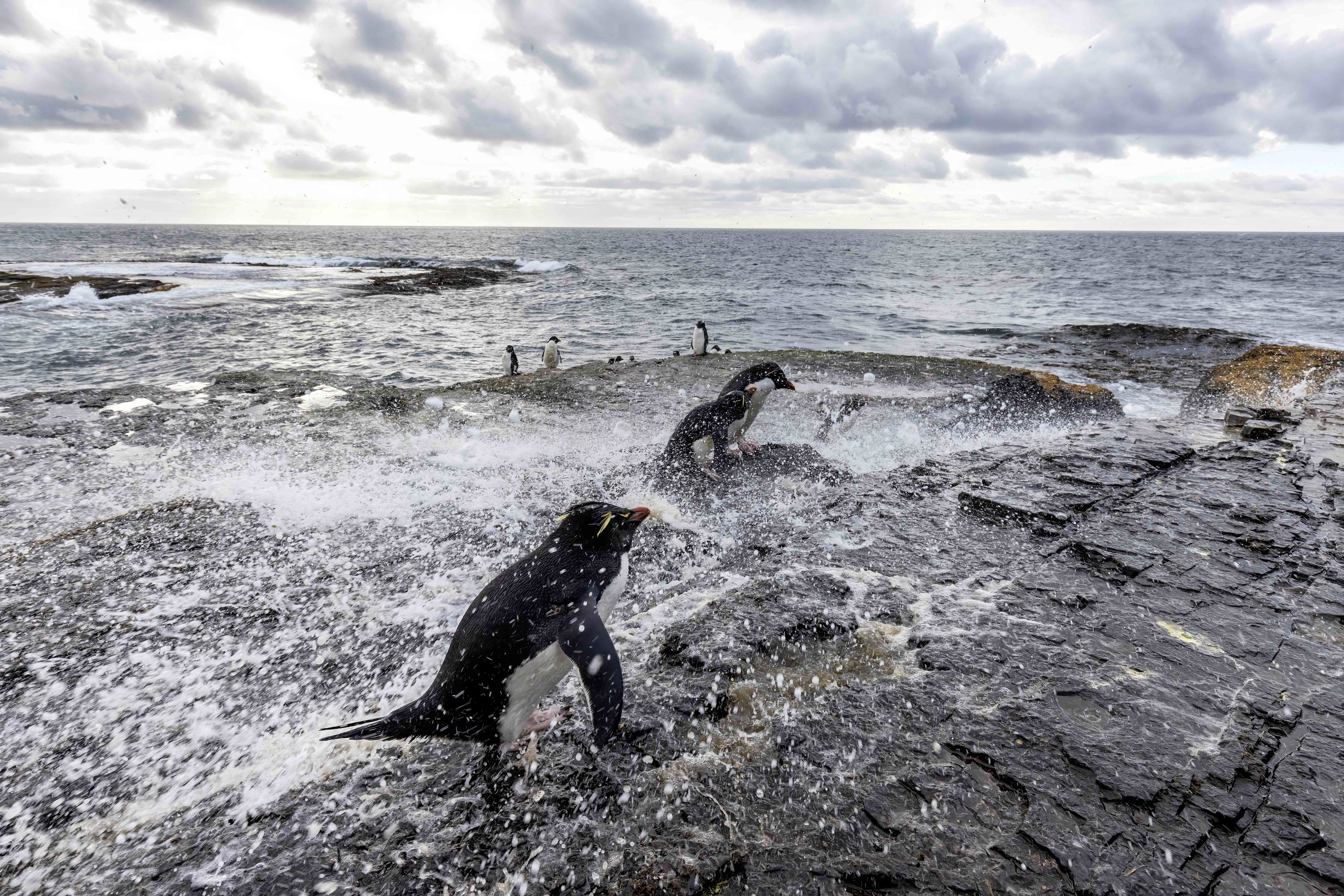 Southern Rockhoppers enjoying a surf spray shower - Falklands