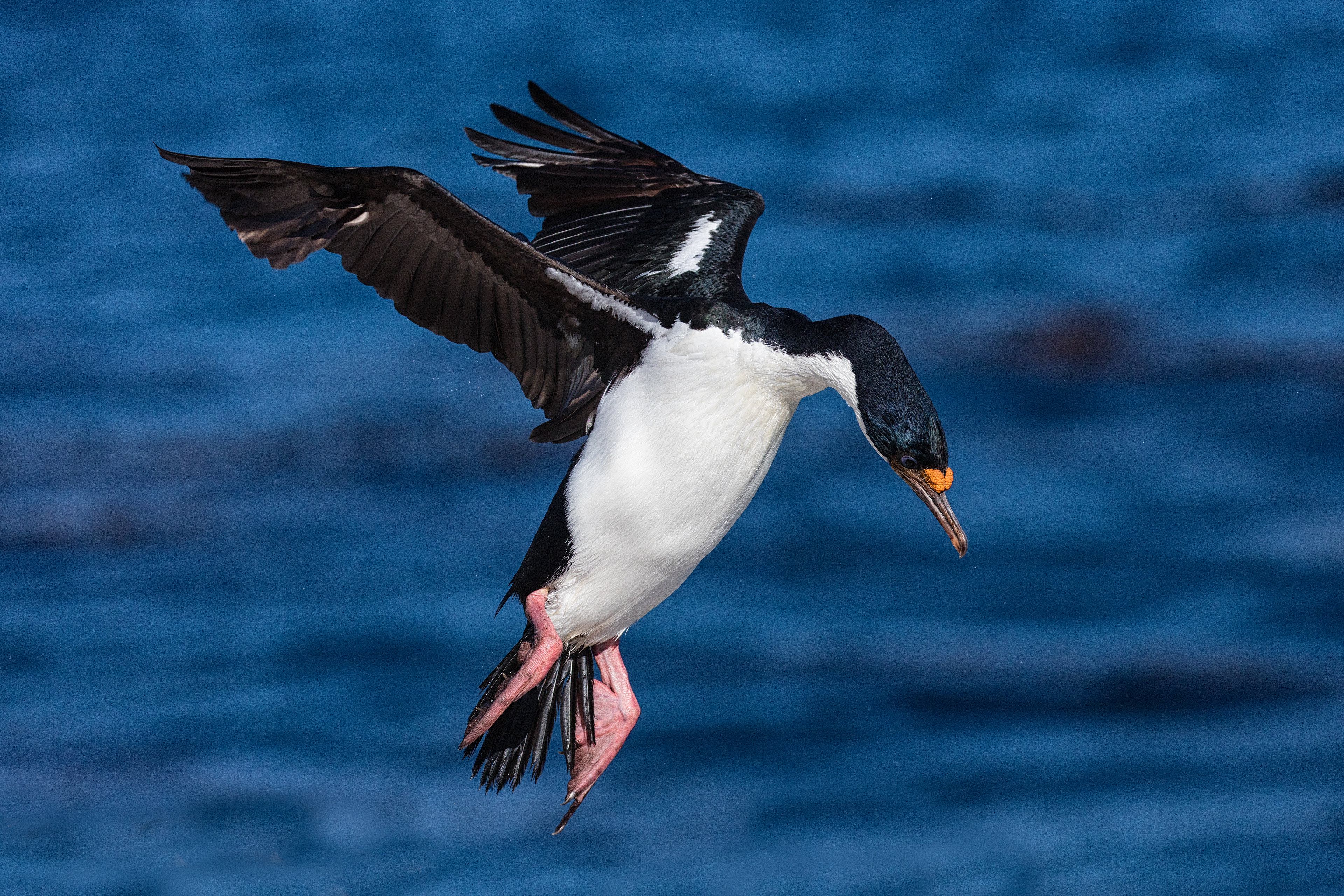 King Cormorant - Falklands