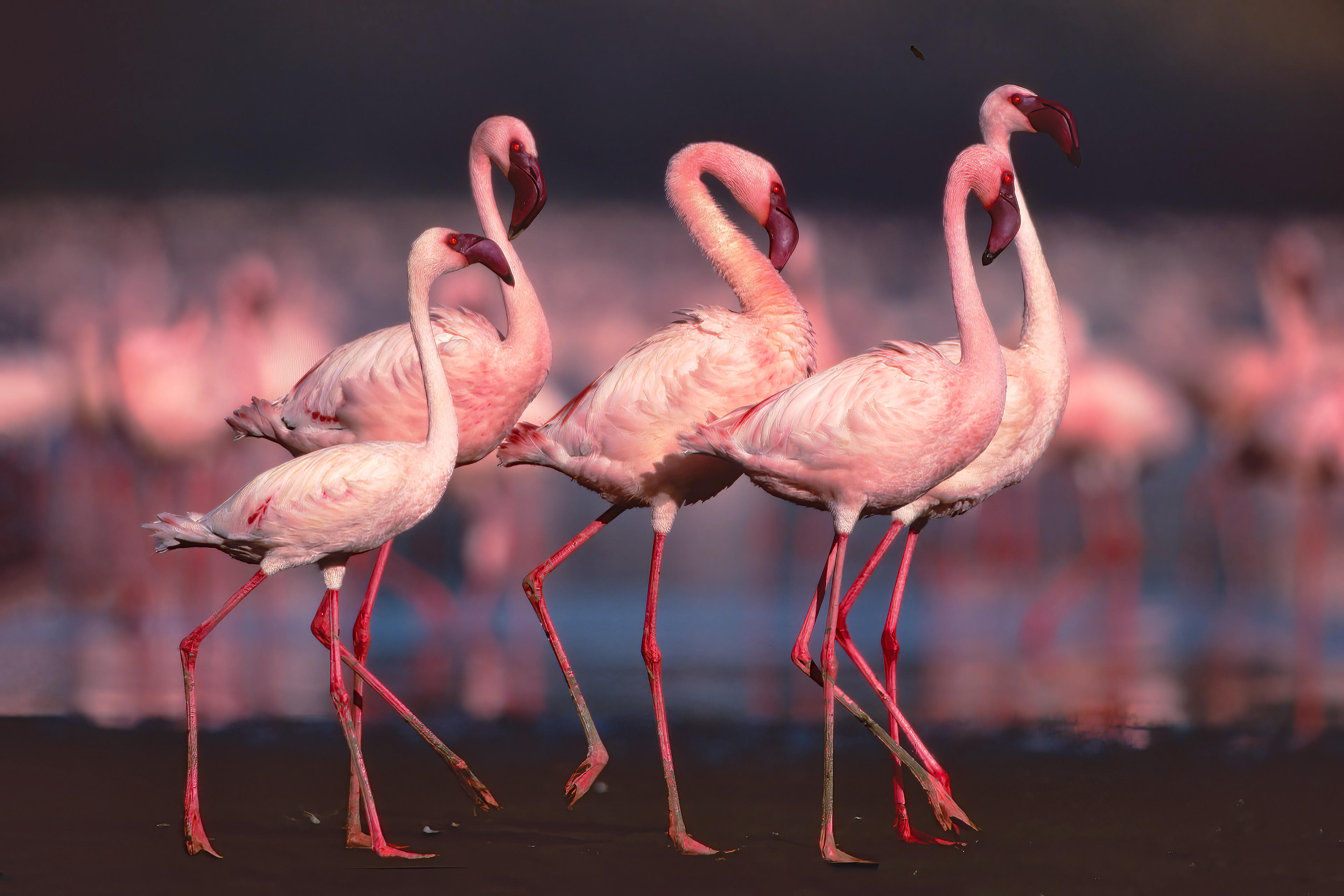 Greater Flamingos parading - Nakuru