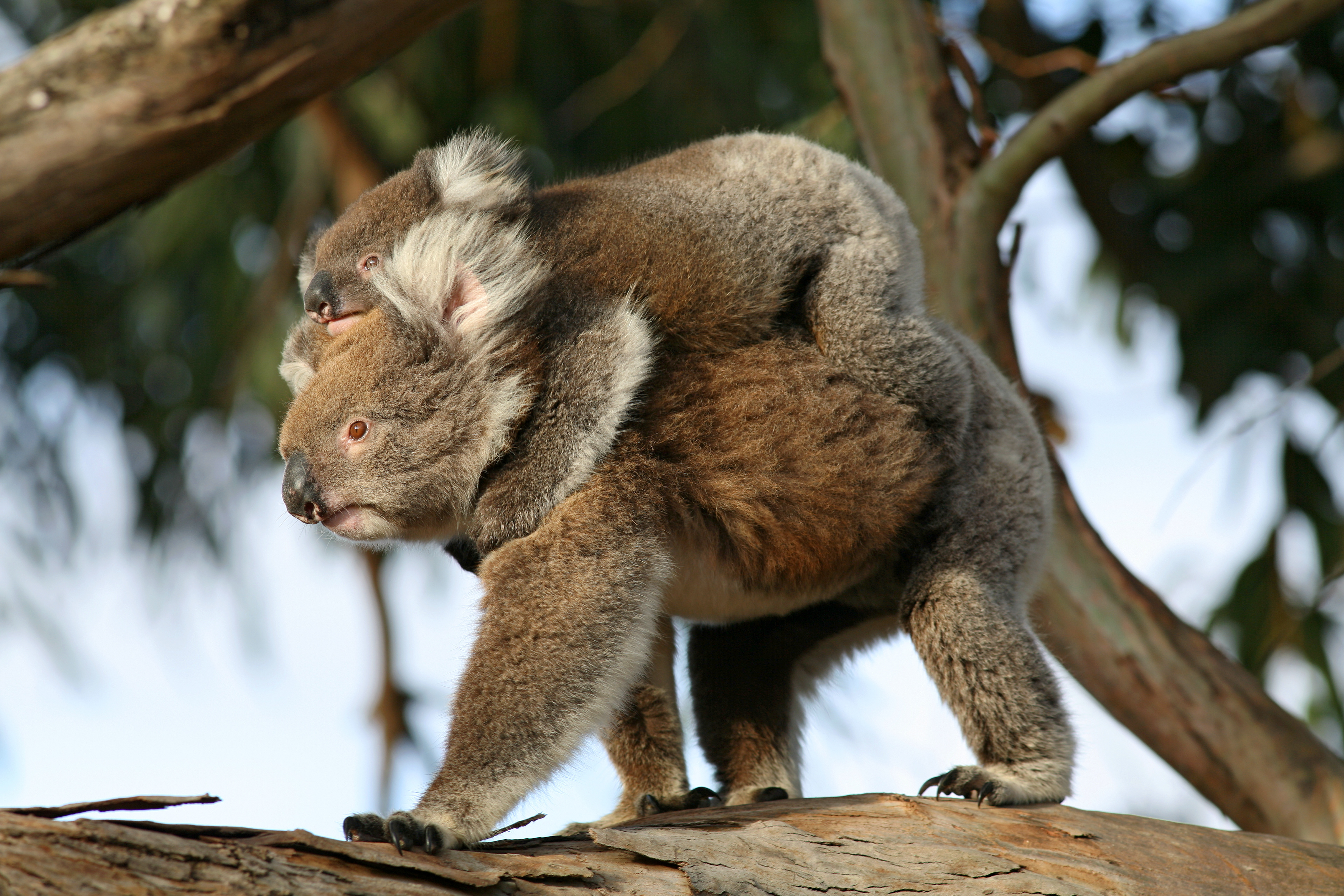 Mother and joey Koala on Kangaroo Island