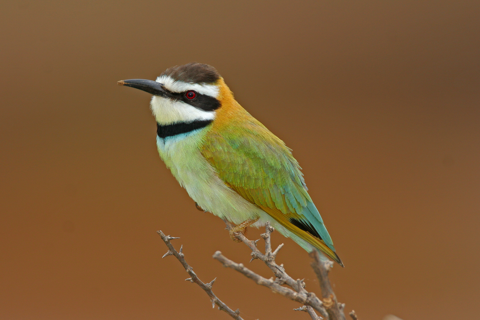 White-throated Bee-eater - samburu
