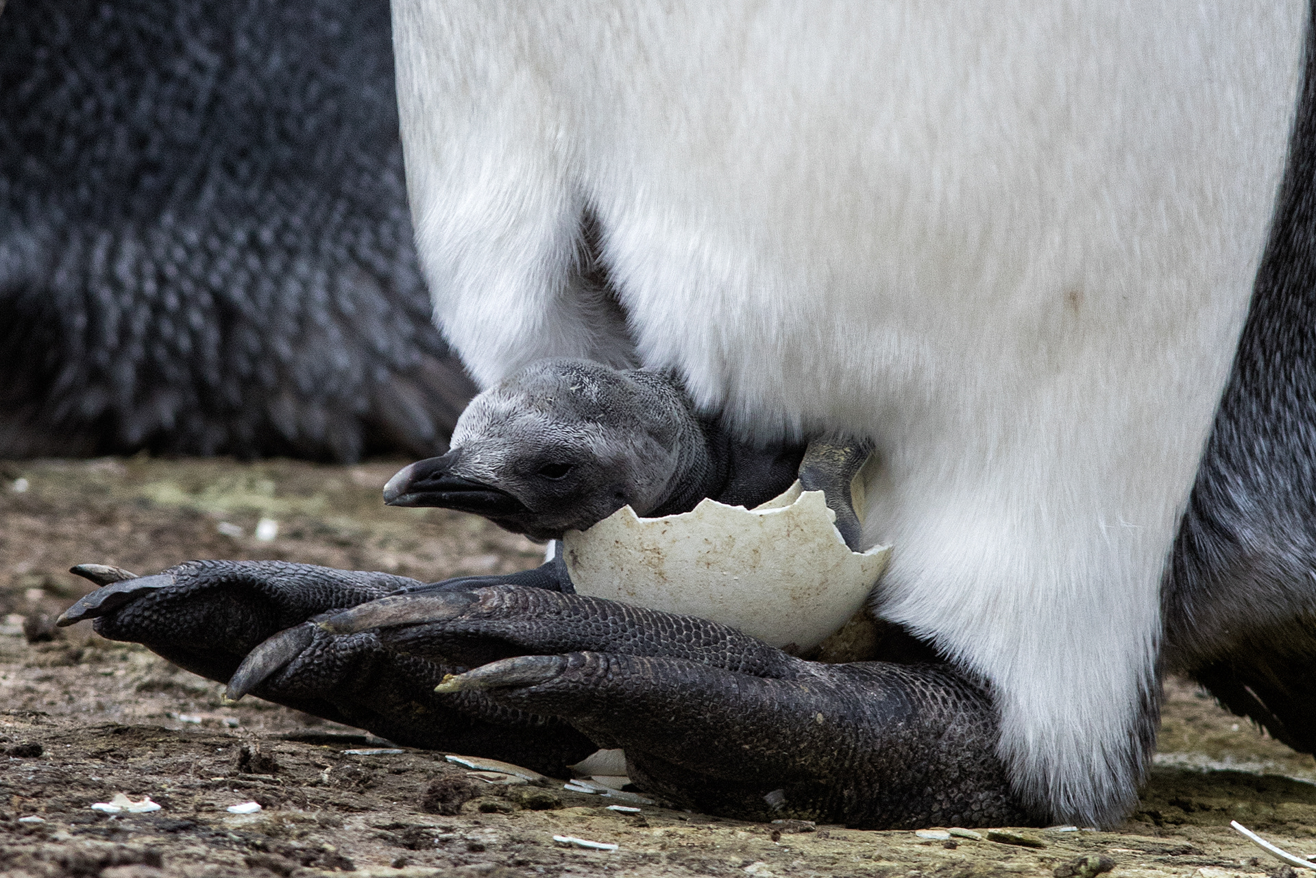 Newly hatched King Penguin chick - Falklands - RM