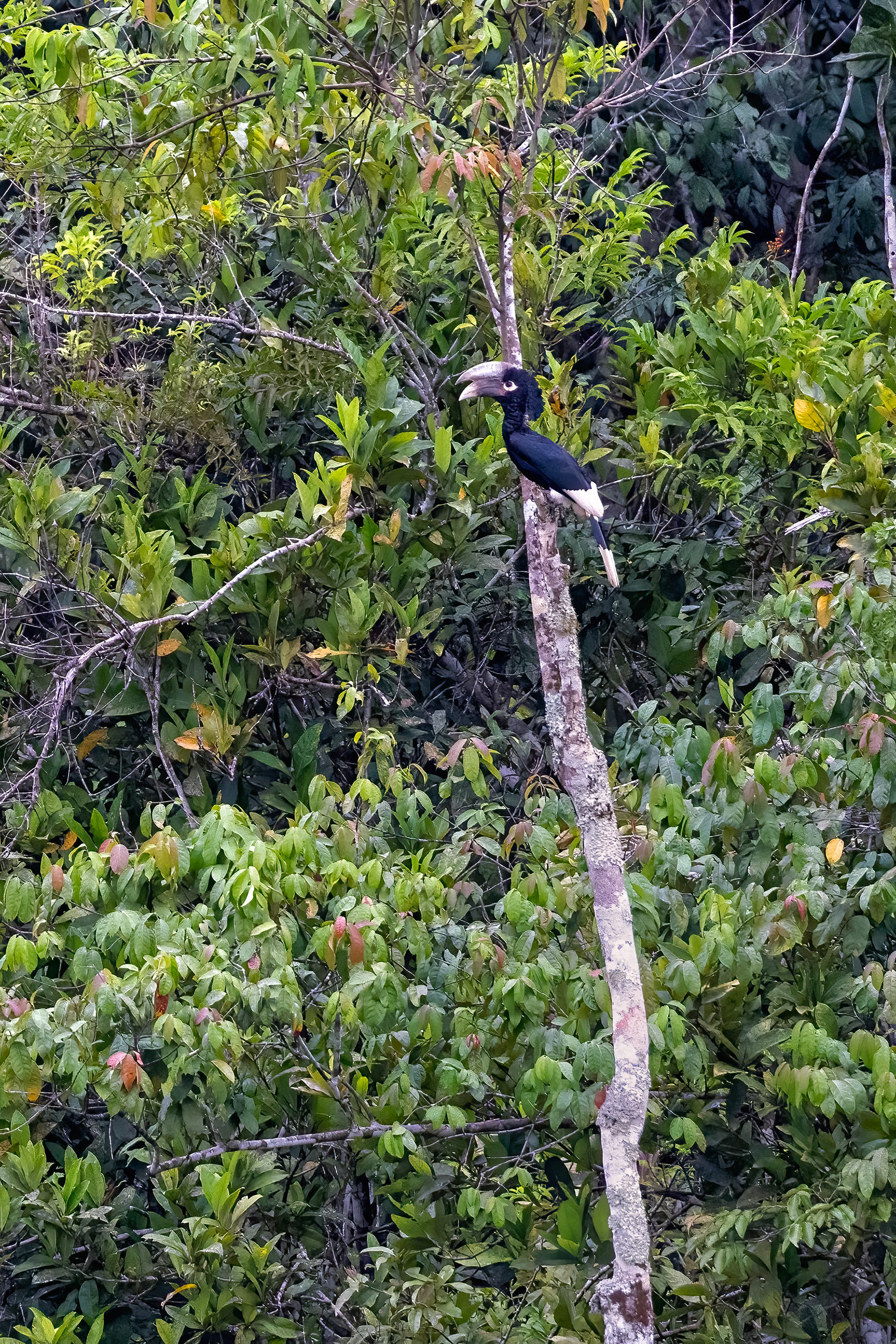White-thighed Hornbill - Odzala, Republic of Congo - RM