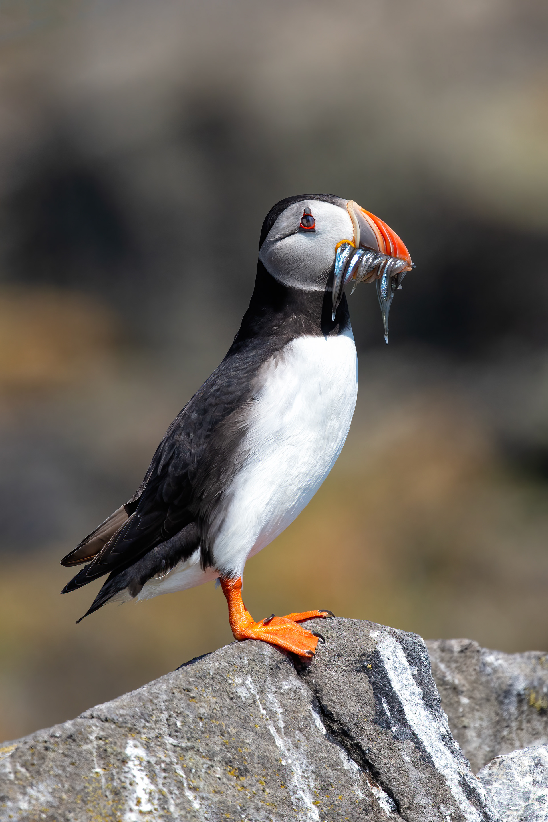 Atlantic Puffin with Sand Eels