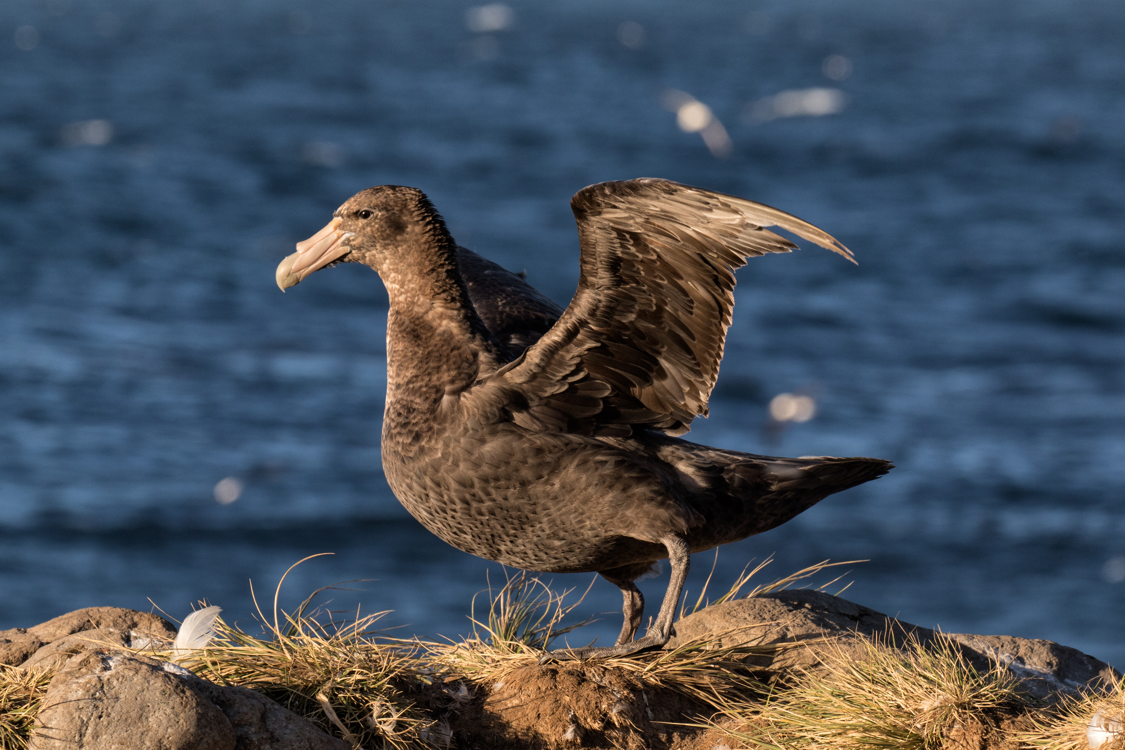 Southern Giant Petrel - Falklands
