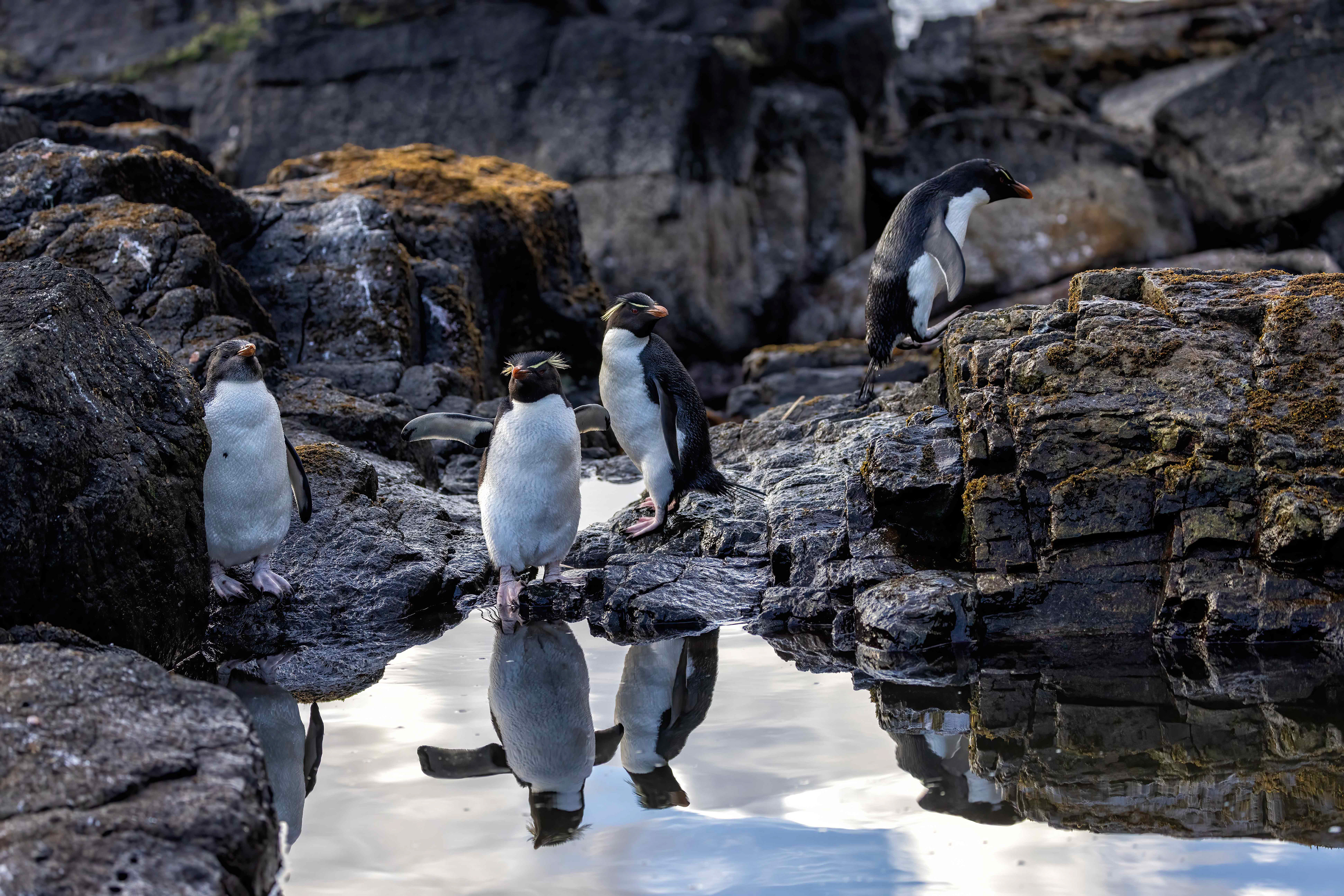 Southern Rockhoppers enjoying a rare calm evening at the rock pools - Falklands - RM