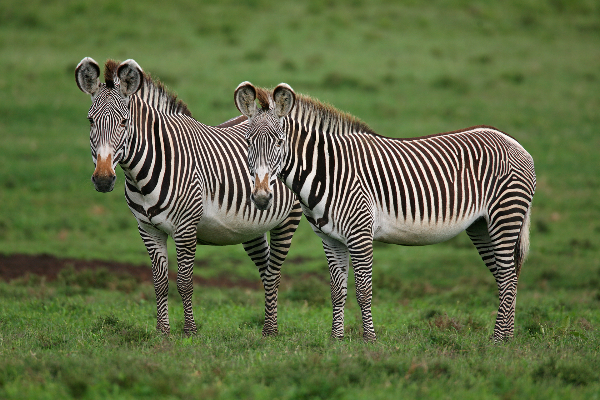Grevy's Zebras - Kenya