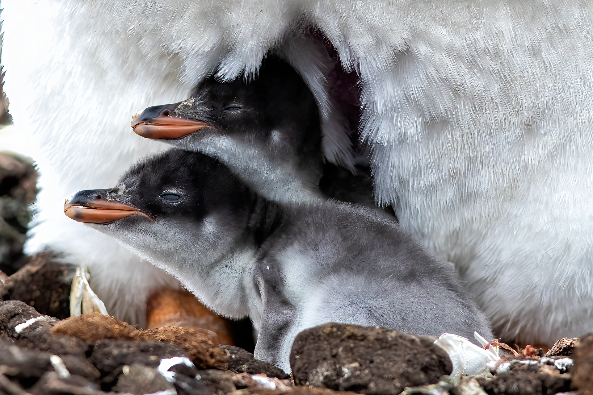 Gentoo Penguin chicks being protected - Falklands - RM