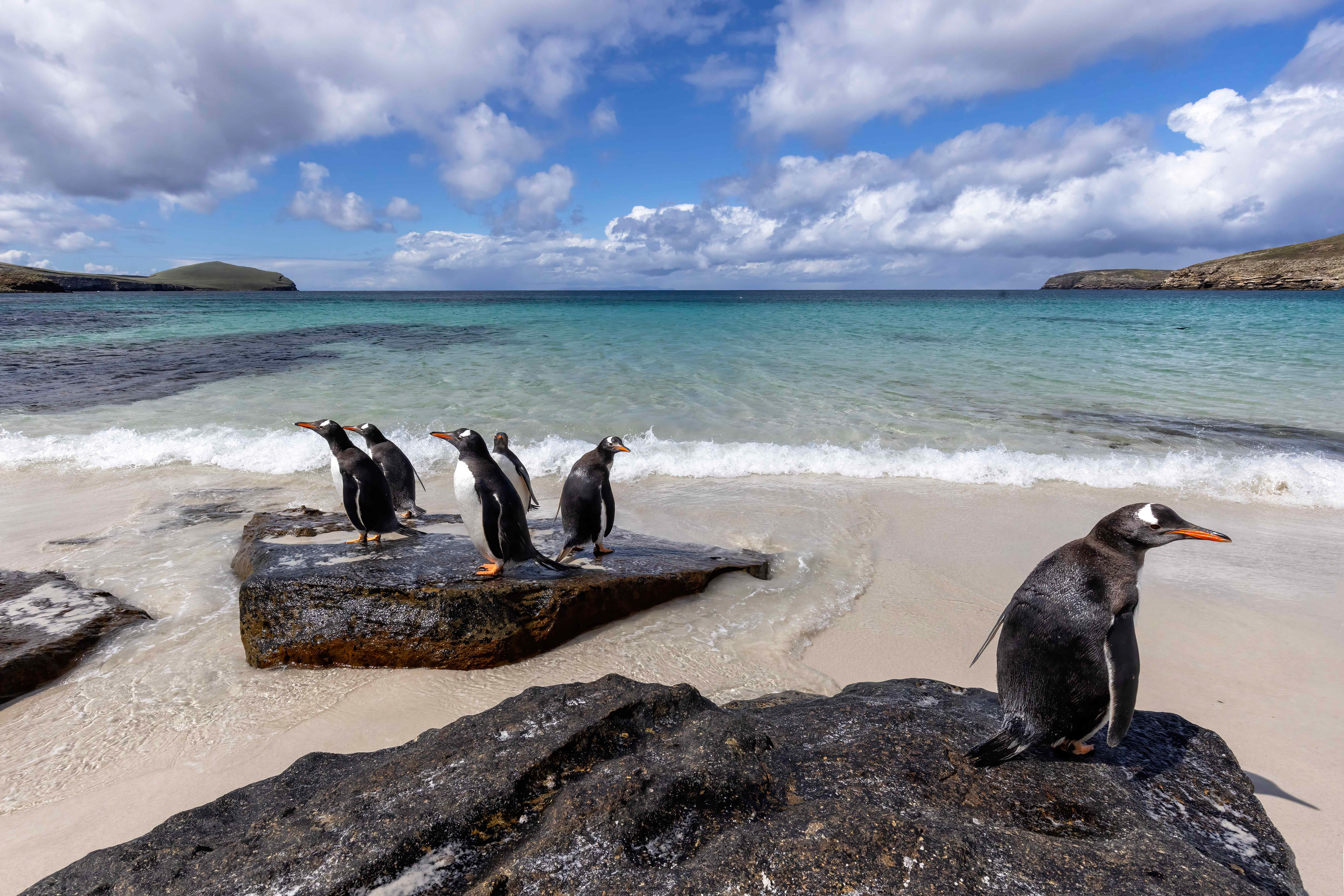 Gentoo Penguins playing on the rocks on New Island - Falklands 