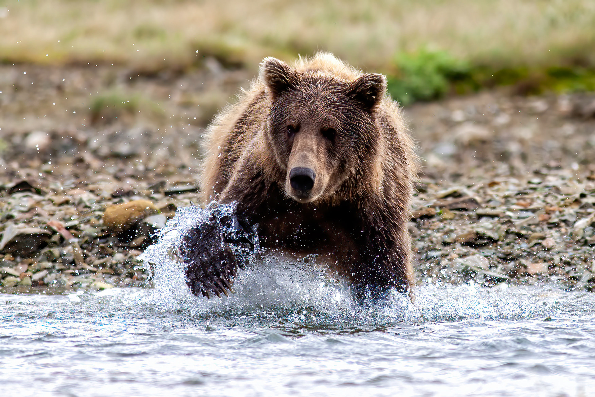 Grizzly Bear fishing for Salmon in a coastal stream- Katmai Alaska - RM