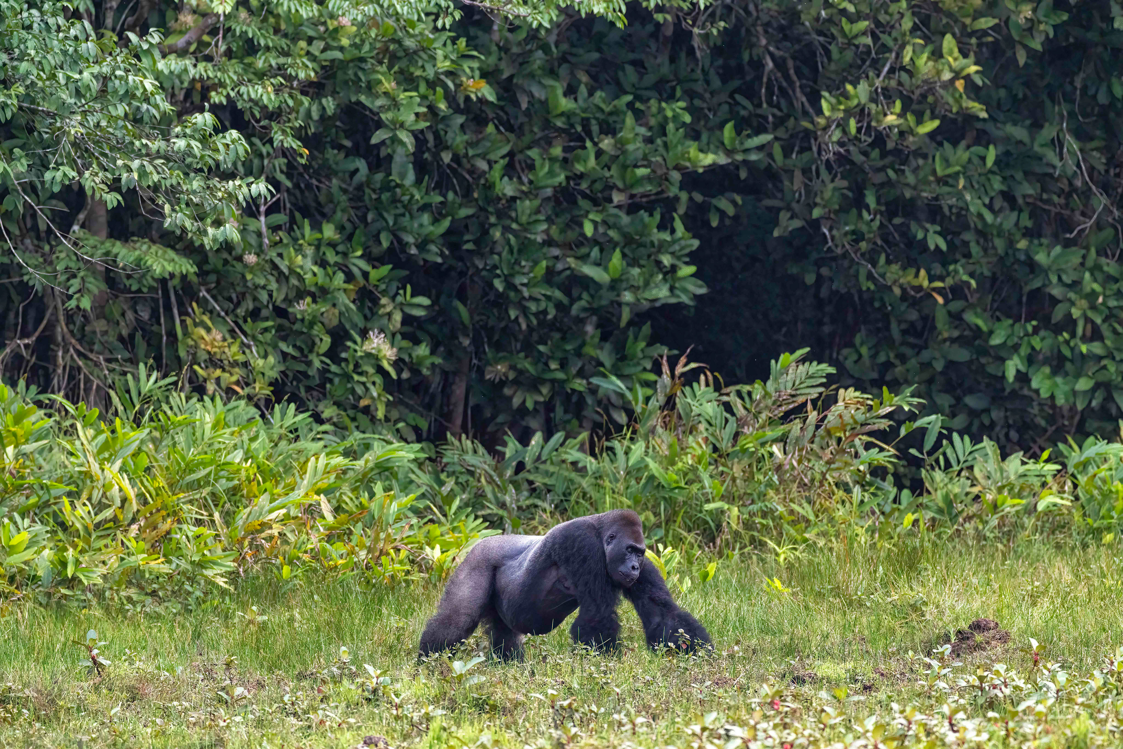 Western Lowland Gorilla Silverback - Odzala, Republic of Congo