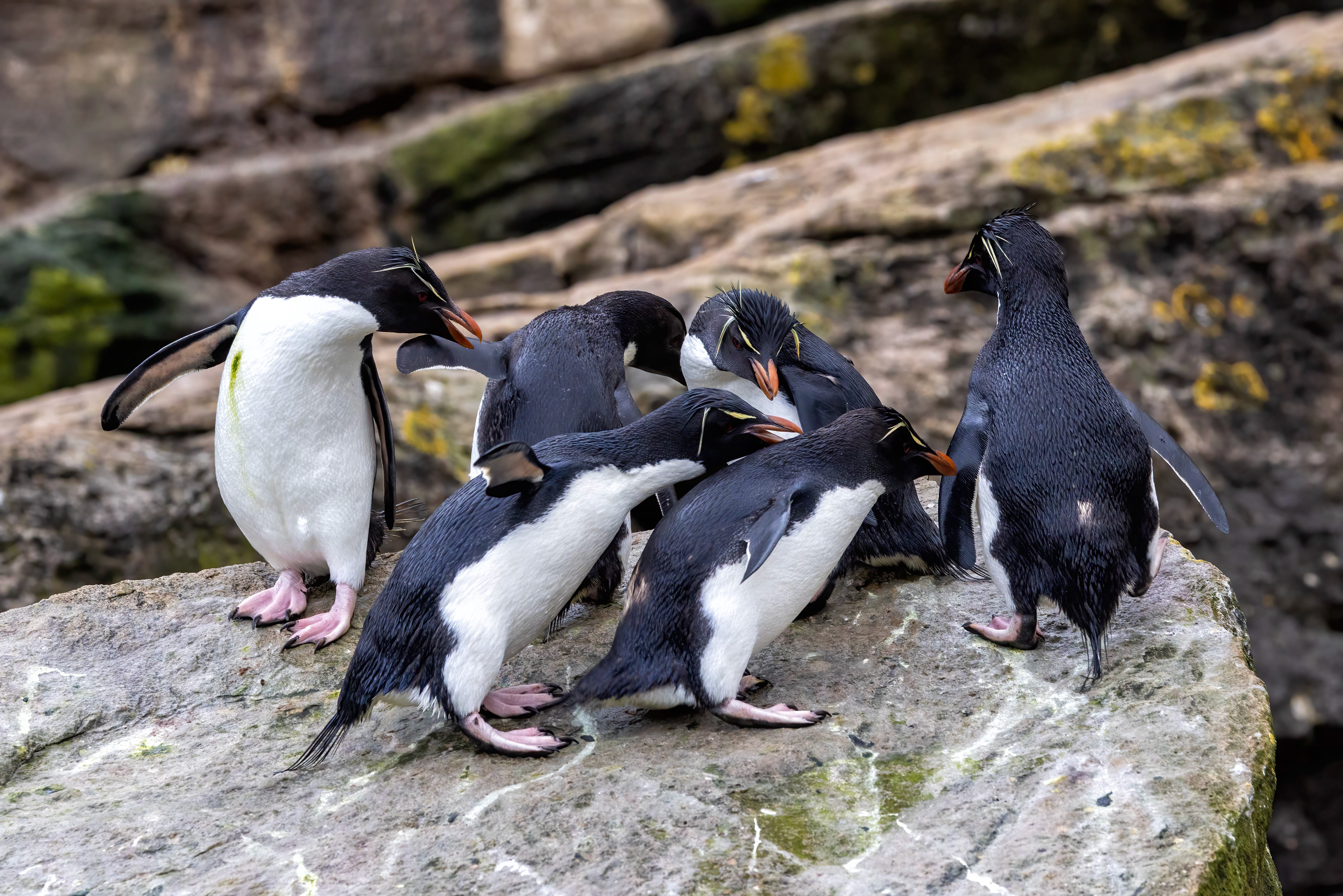 Squabbling Southern Rockhoppers - Falklands - RM