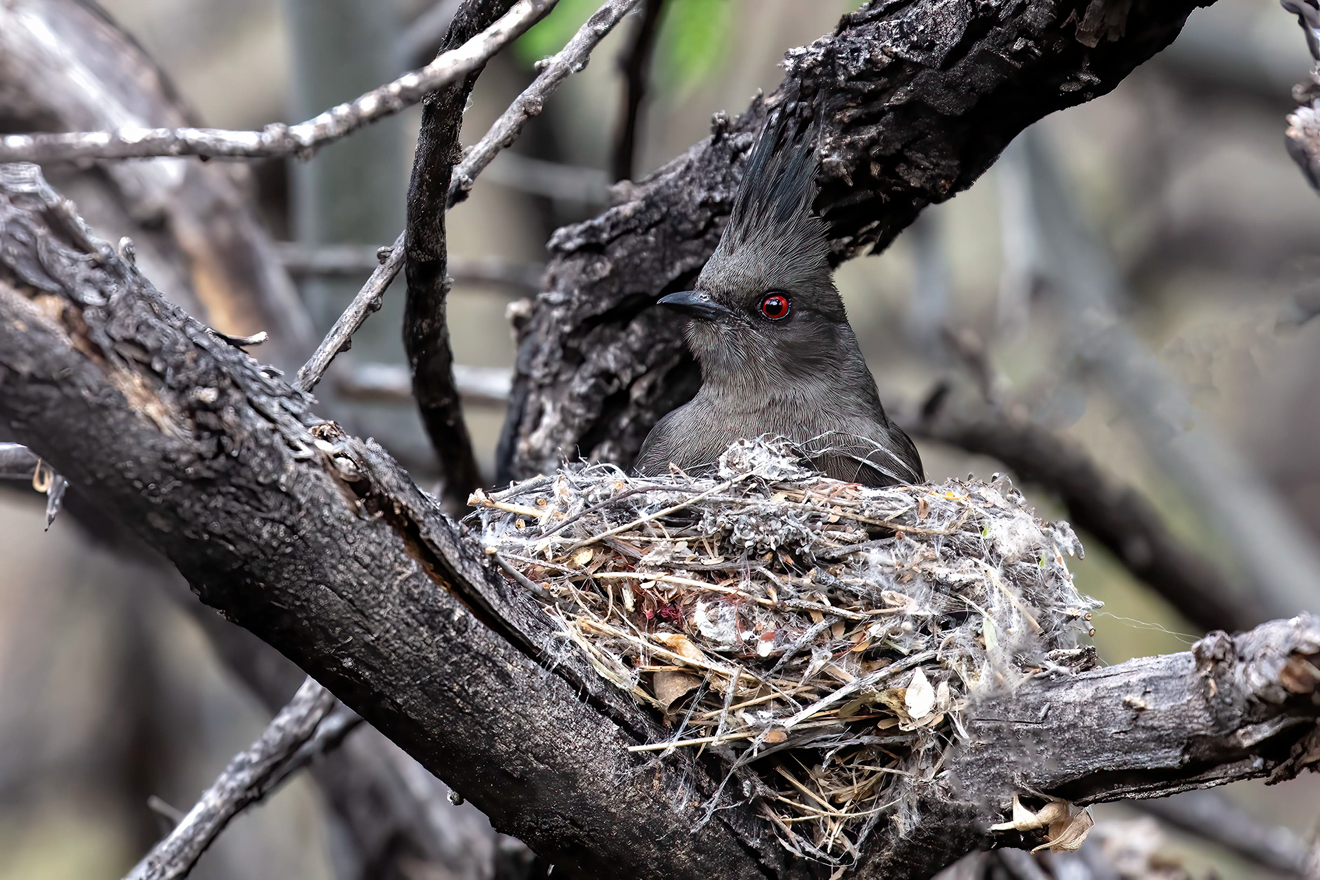 Female Phainopepla in her nest