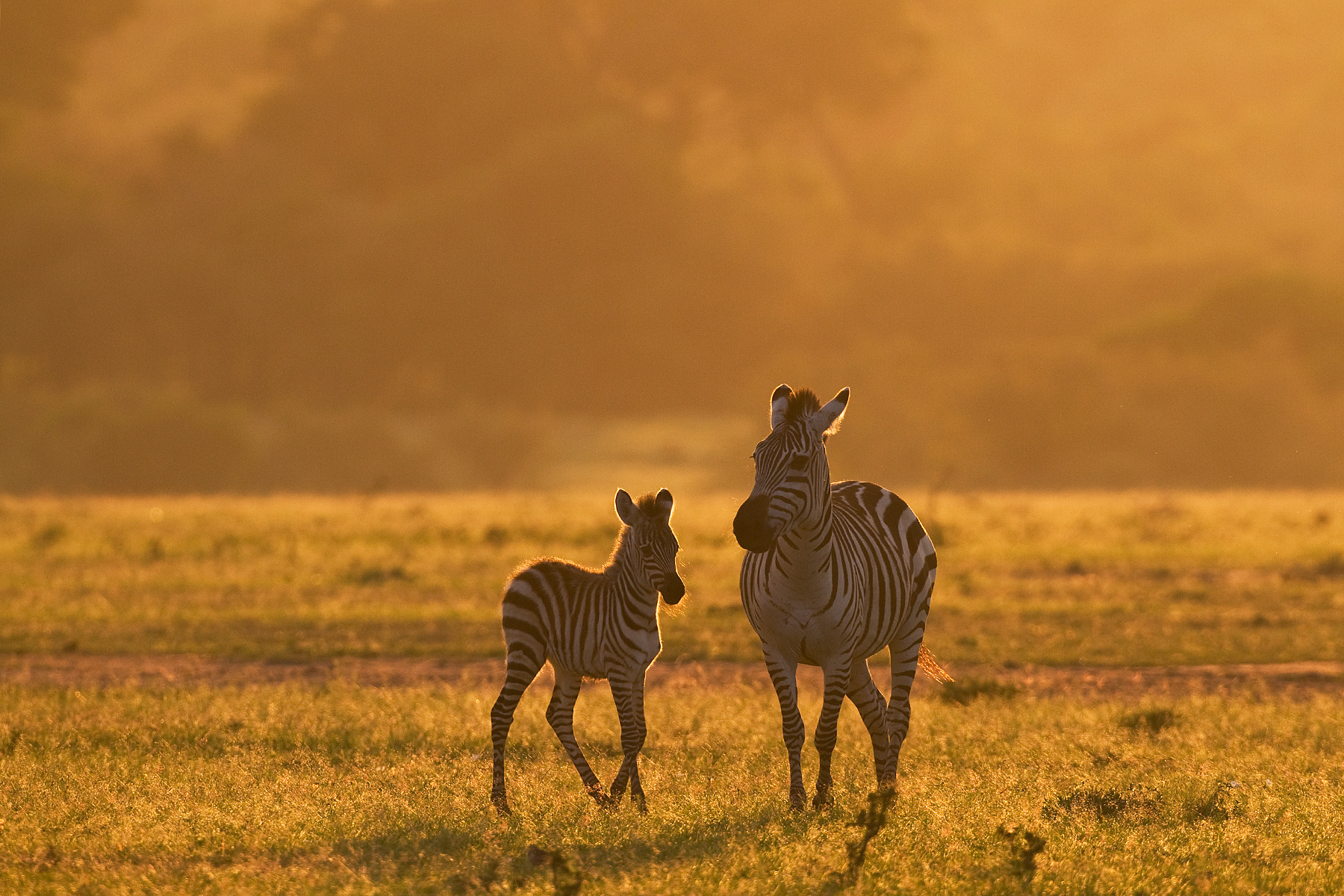 Zebra mother and foal - Masai Mara