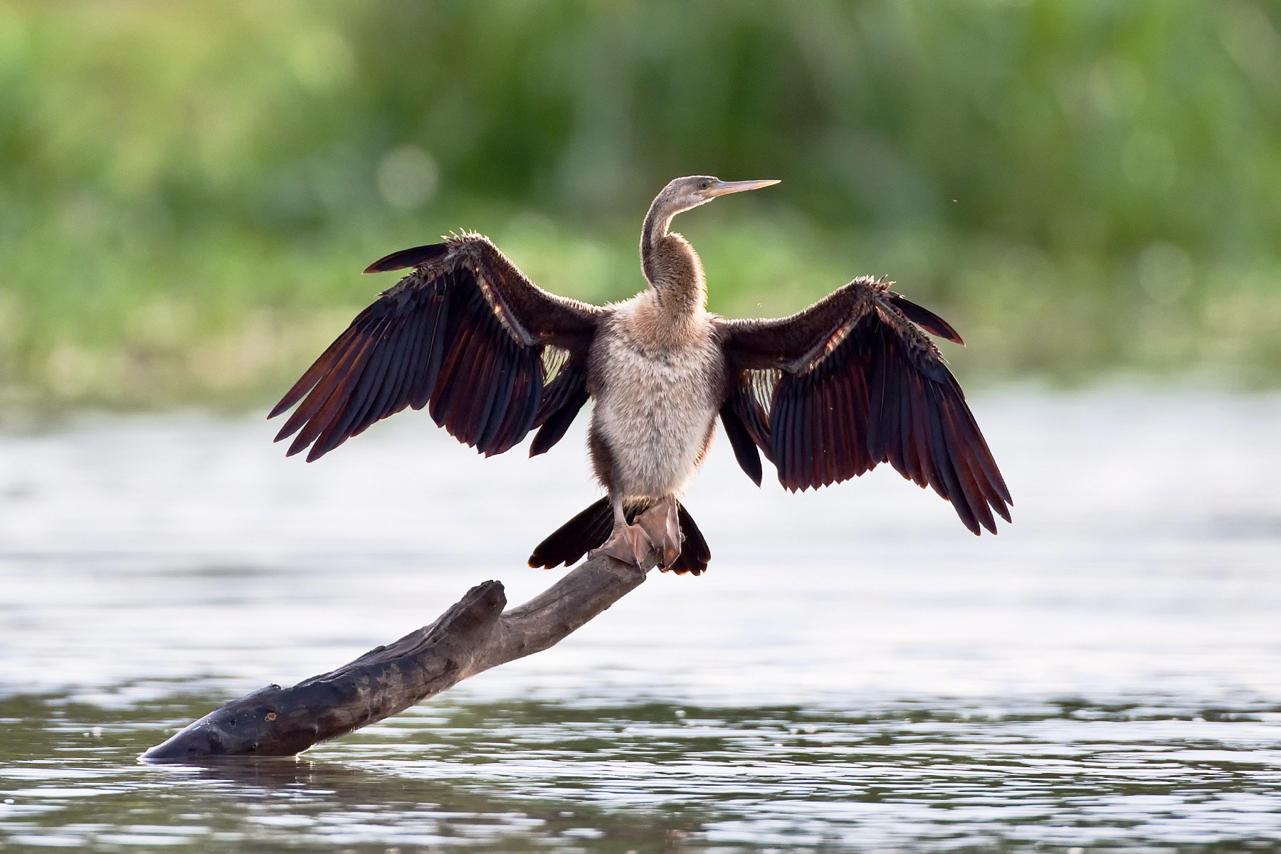 Reed Cororant drying its wings - Uganda