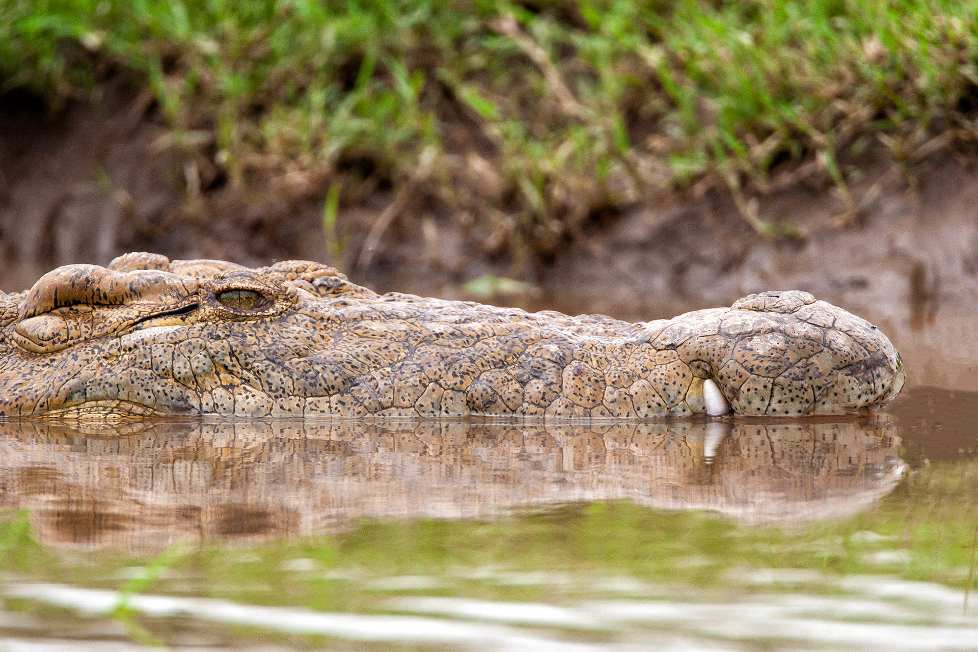 Young Nile Crocodile hiding in a small tributary of the Mara River