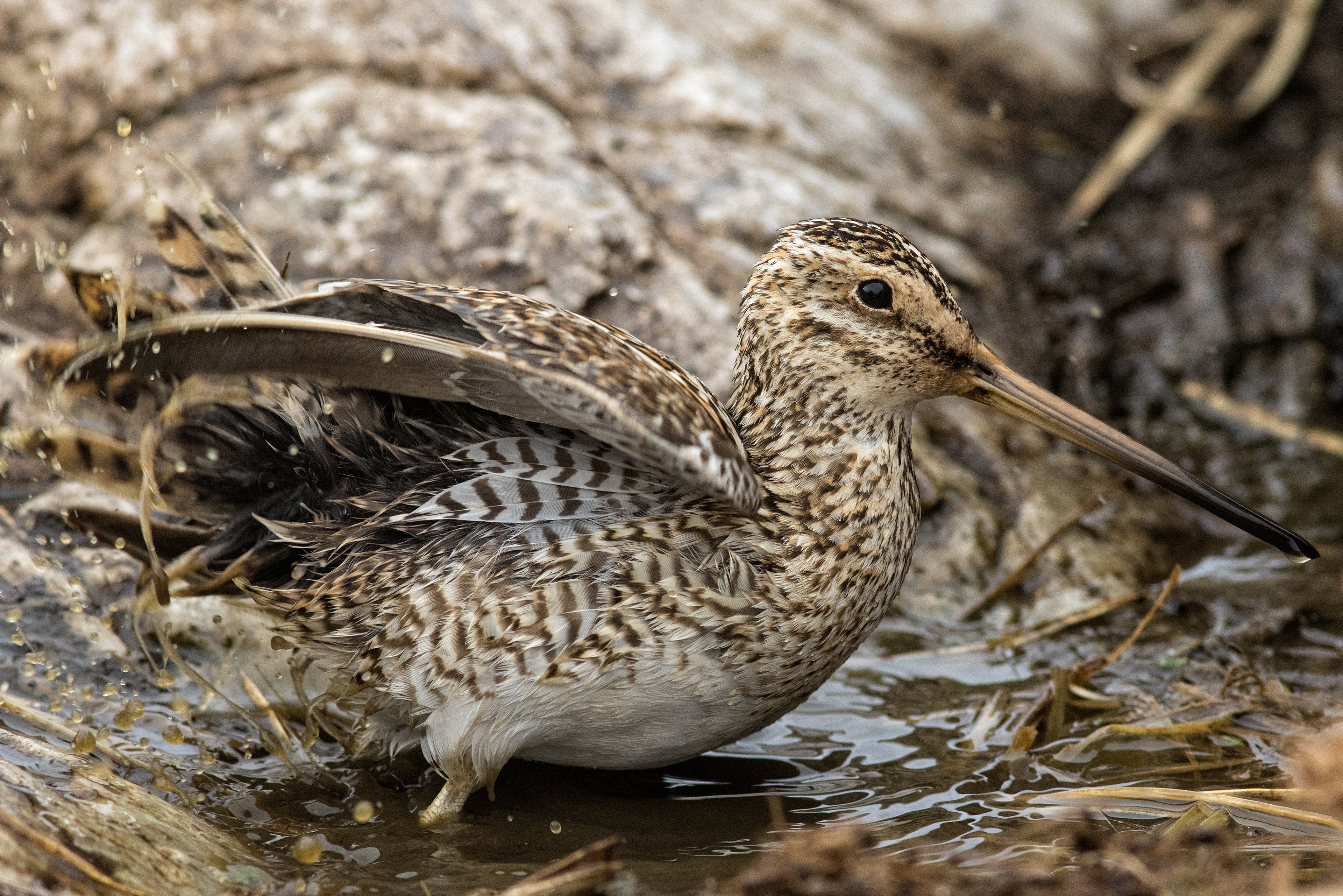 Magellanic Snipe bathing - Falklands - RM
