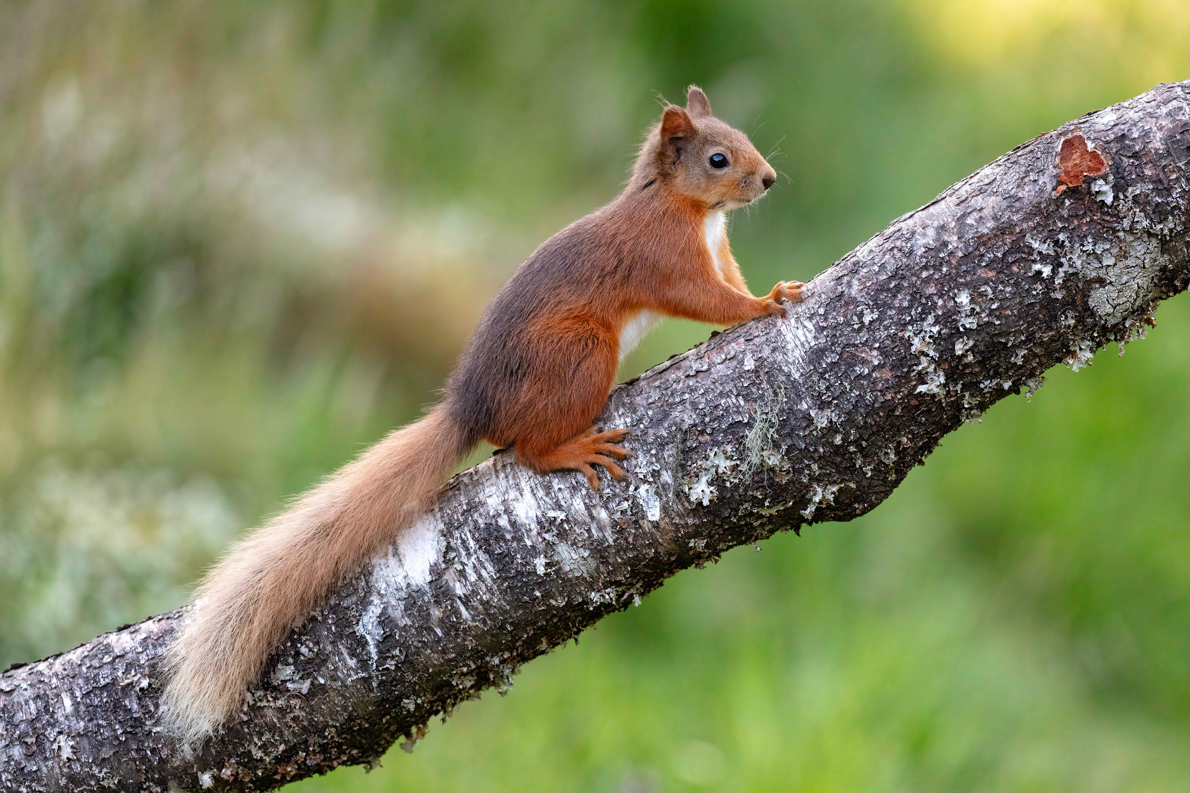 Red squirrel