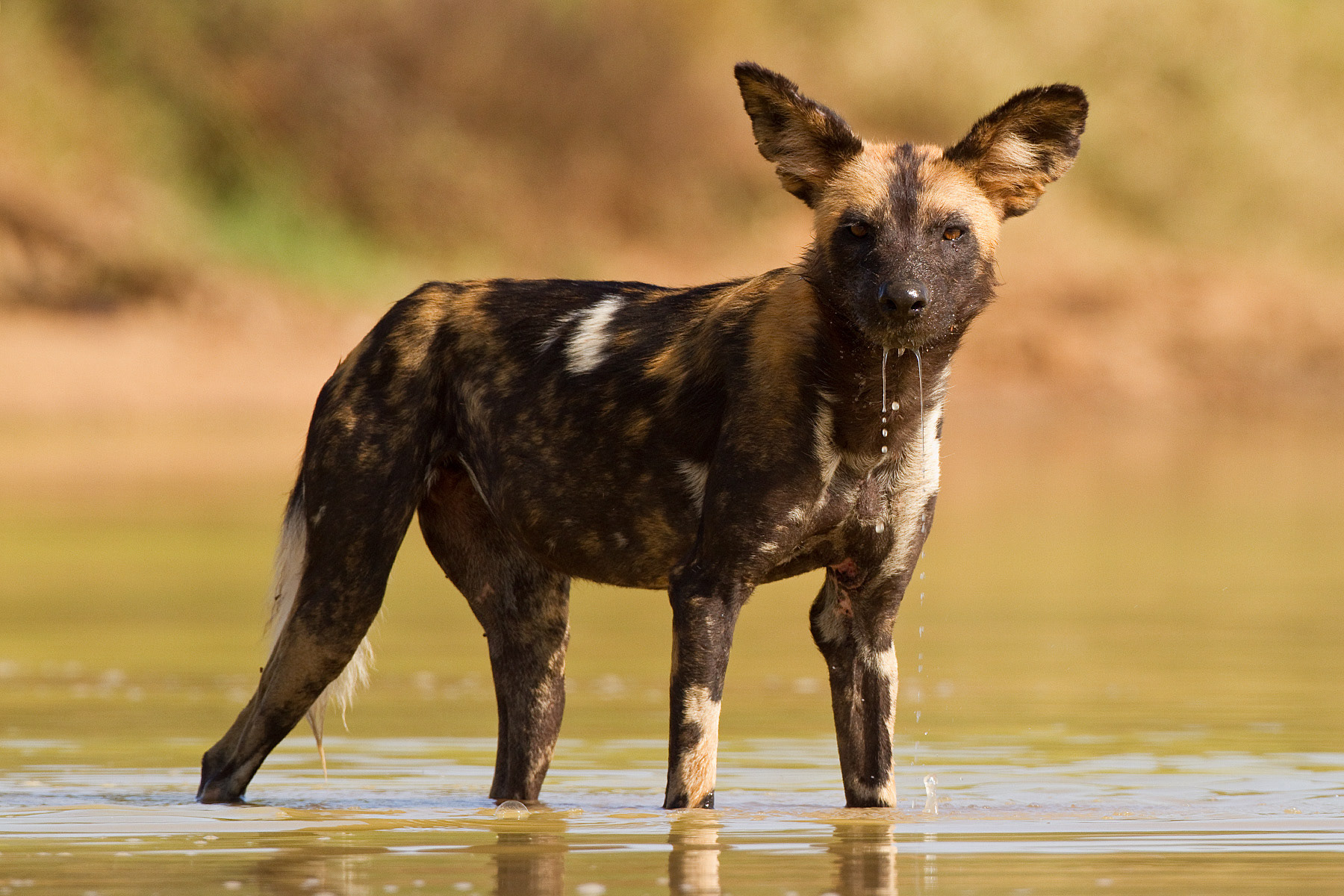 African Wild Dog - Kenya