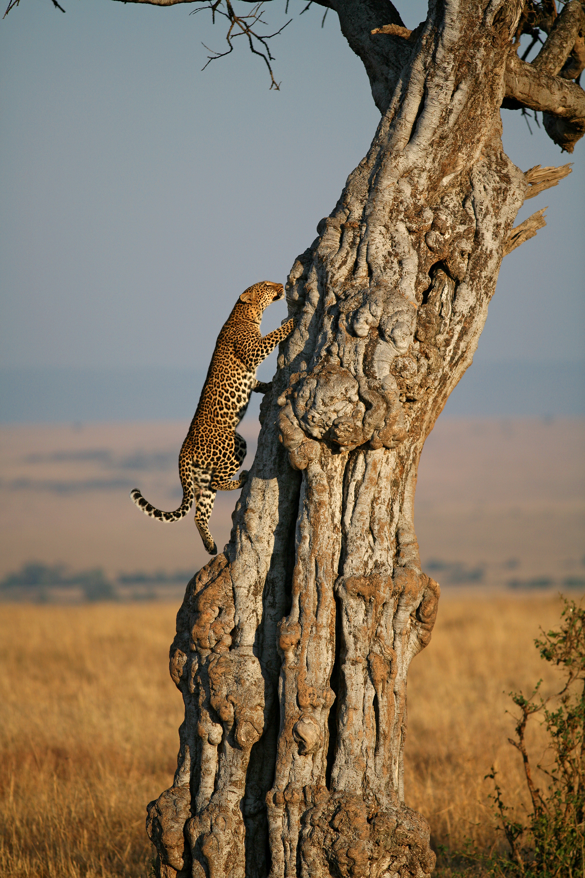 Female Leopard - Masai Mara