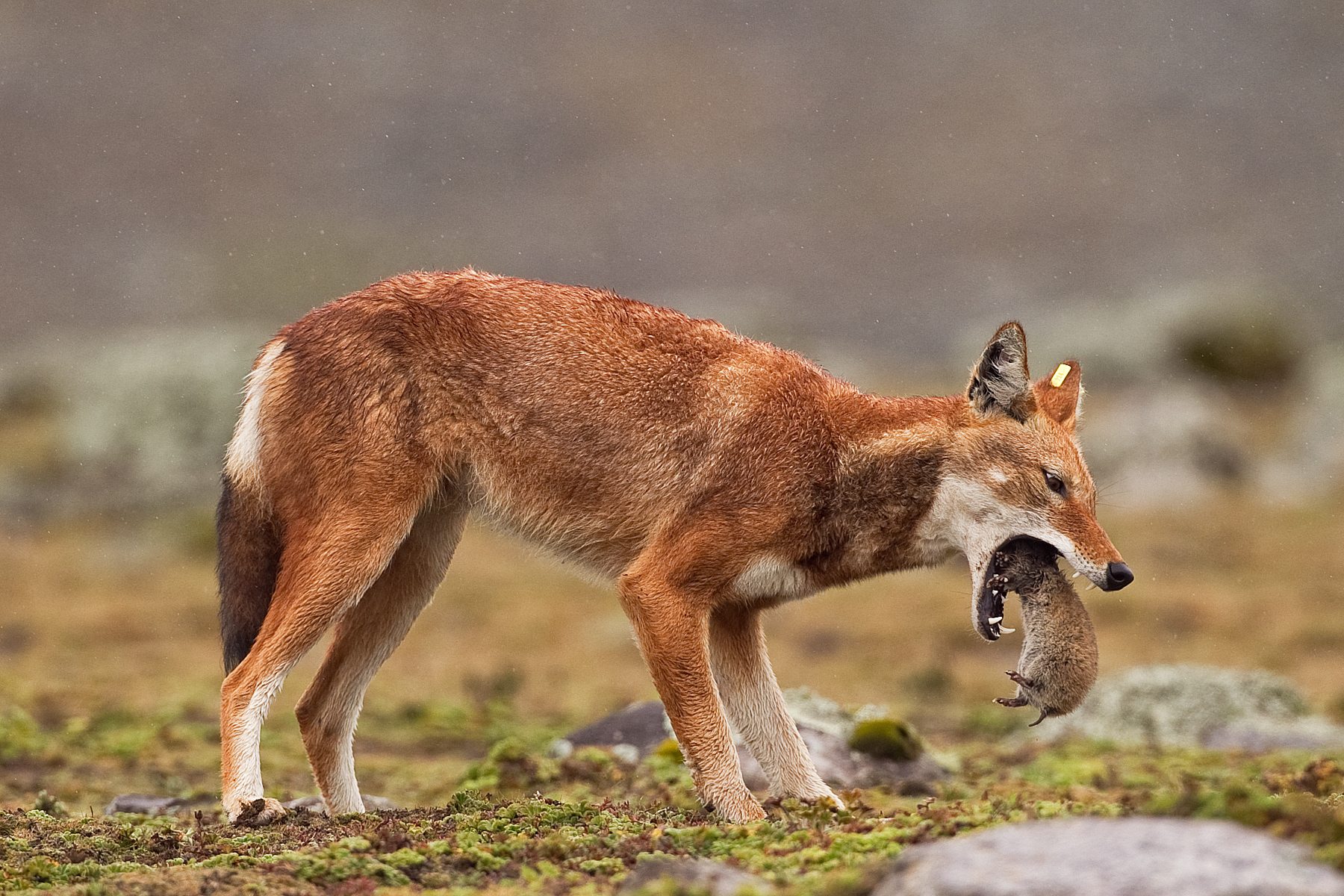 Simien Wolf with rat - bale Mountains, Ethiopia