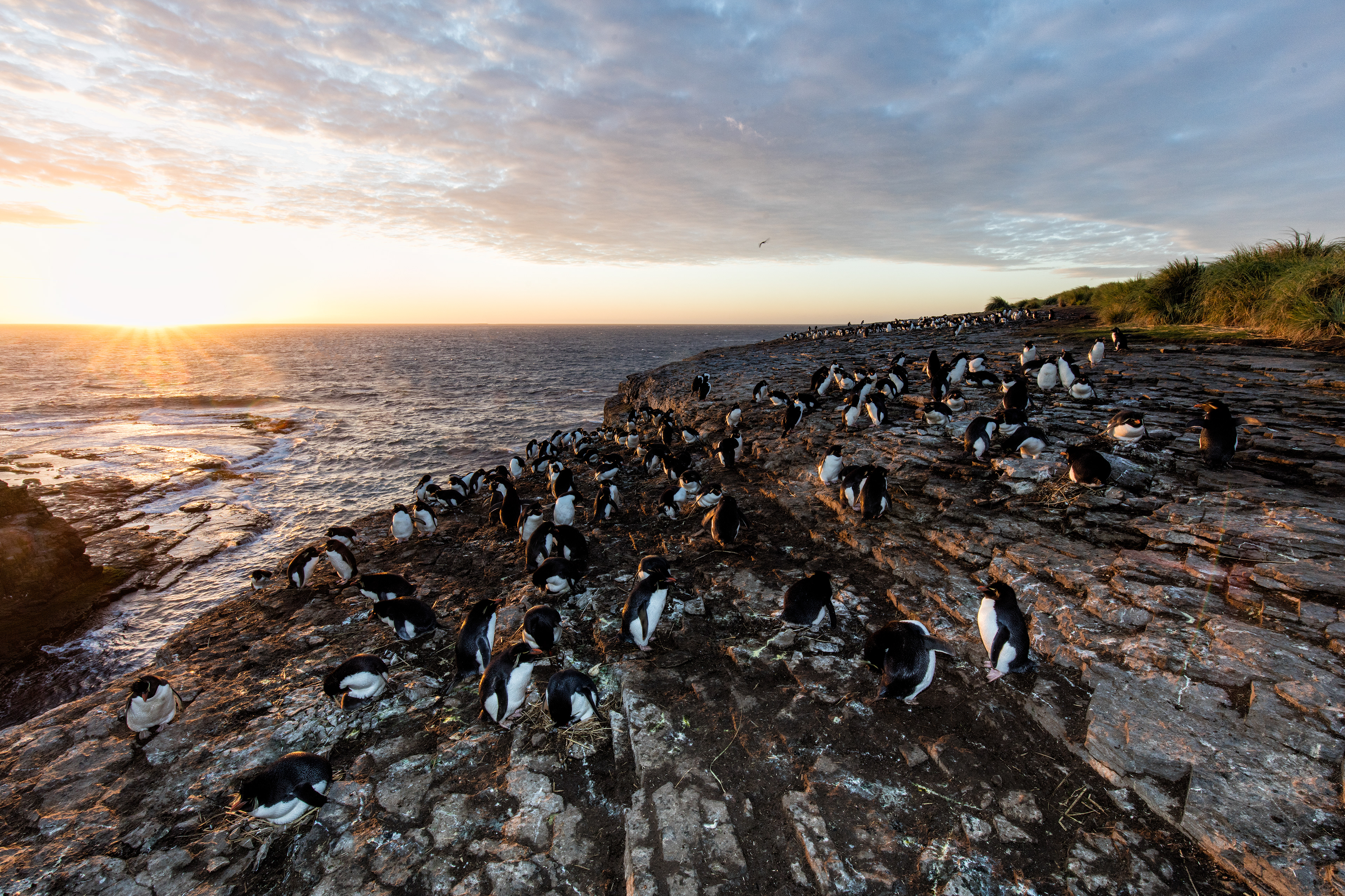 Rockhopper Penguin colony at sunrise - Falklands