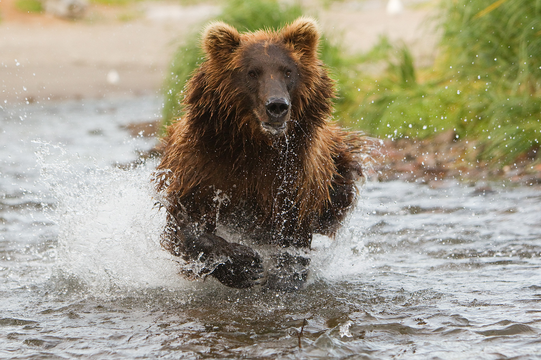 Grizzly Bear chasing Salmon up a coastal stream -- Katmai Alaska