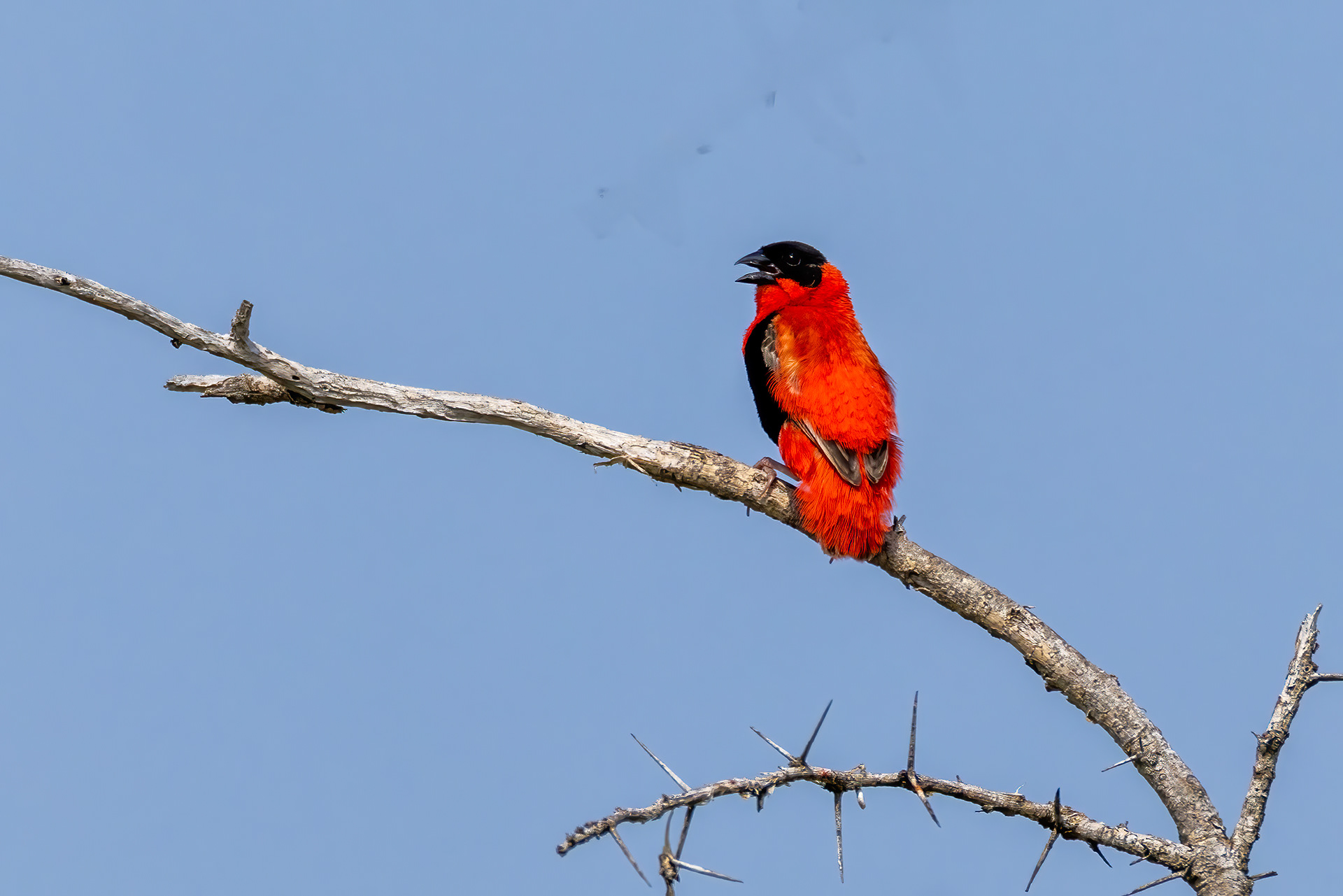 Southern Red Bishop - Murchison Falls National Park, Uganda