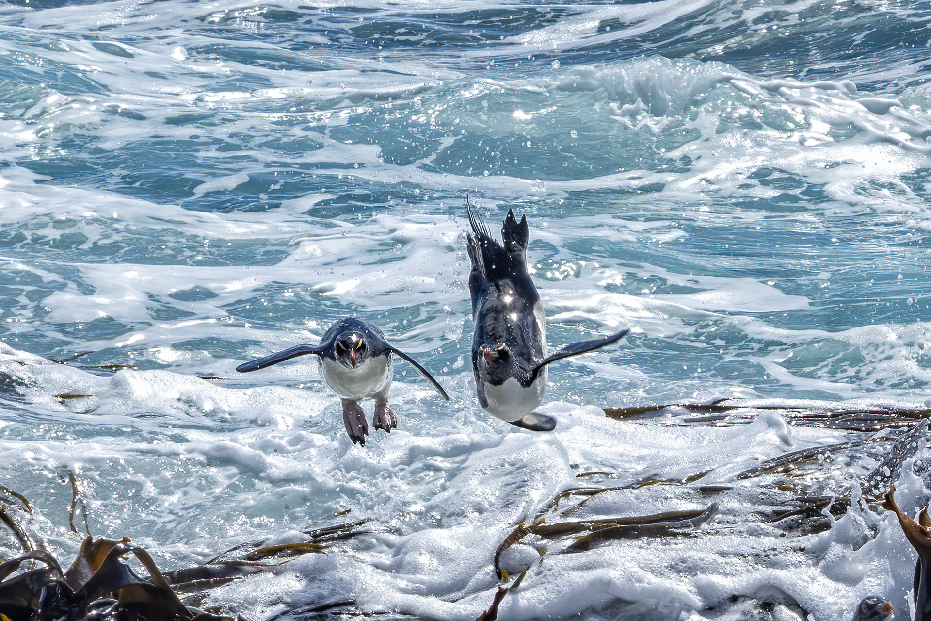 Southern Rockhoppers making an acrobatic return to shore - Falklands - RM