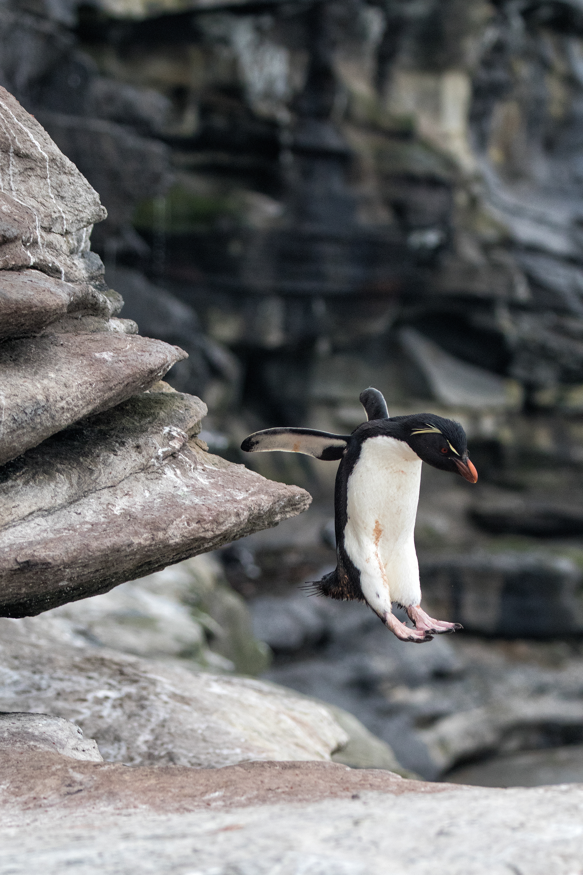Rockhopper Penguin doing what they do - Falklands