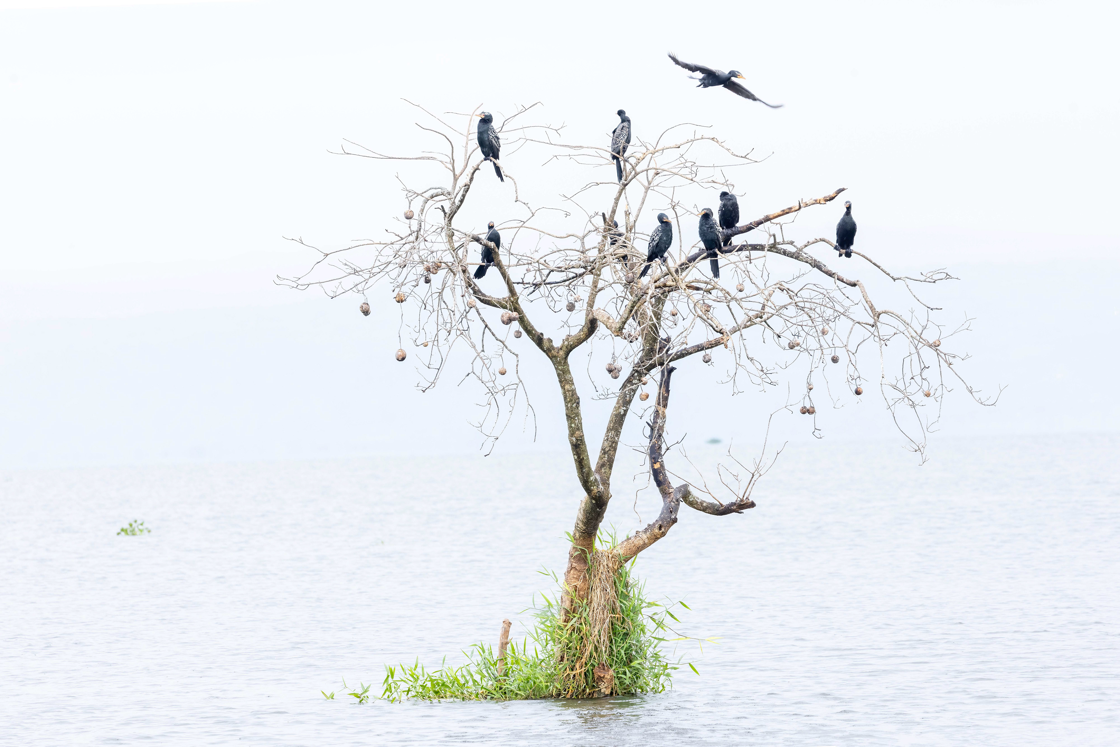 African Darters on a tree in Lake Albert, Uganda