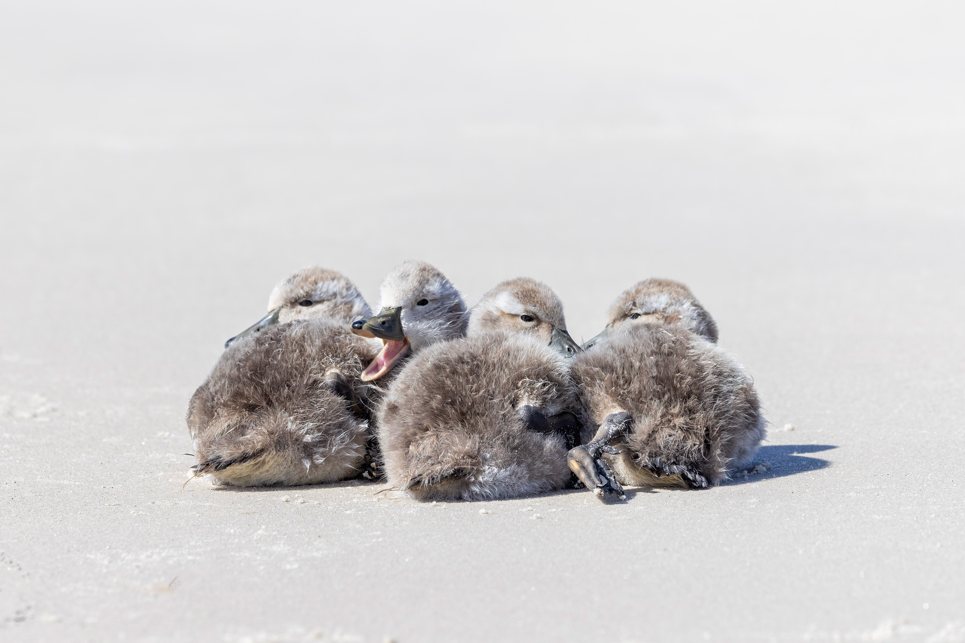 Falkland Steamer ducklings - Falklands - RM