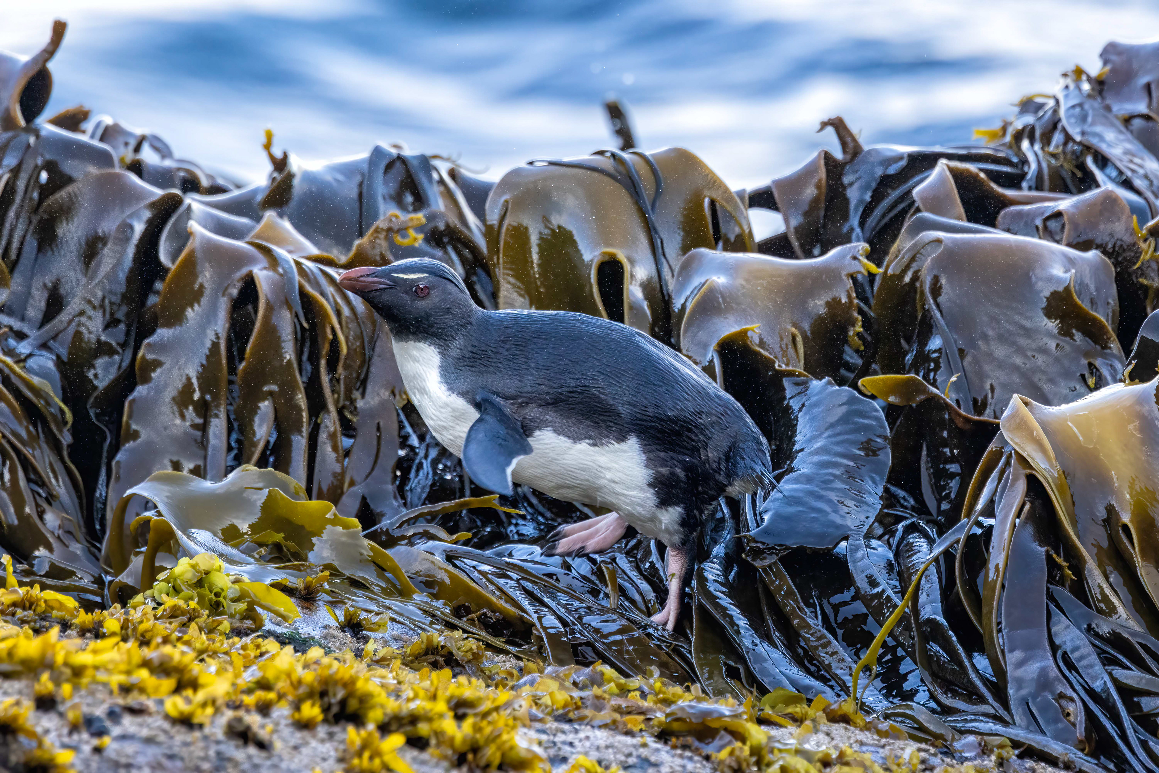 Southern Rockhopper navigating the kelp - Falklands - RM