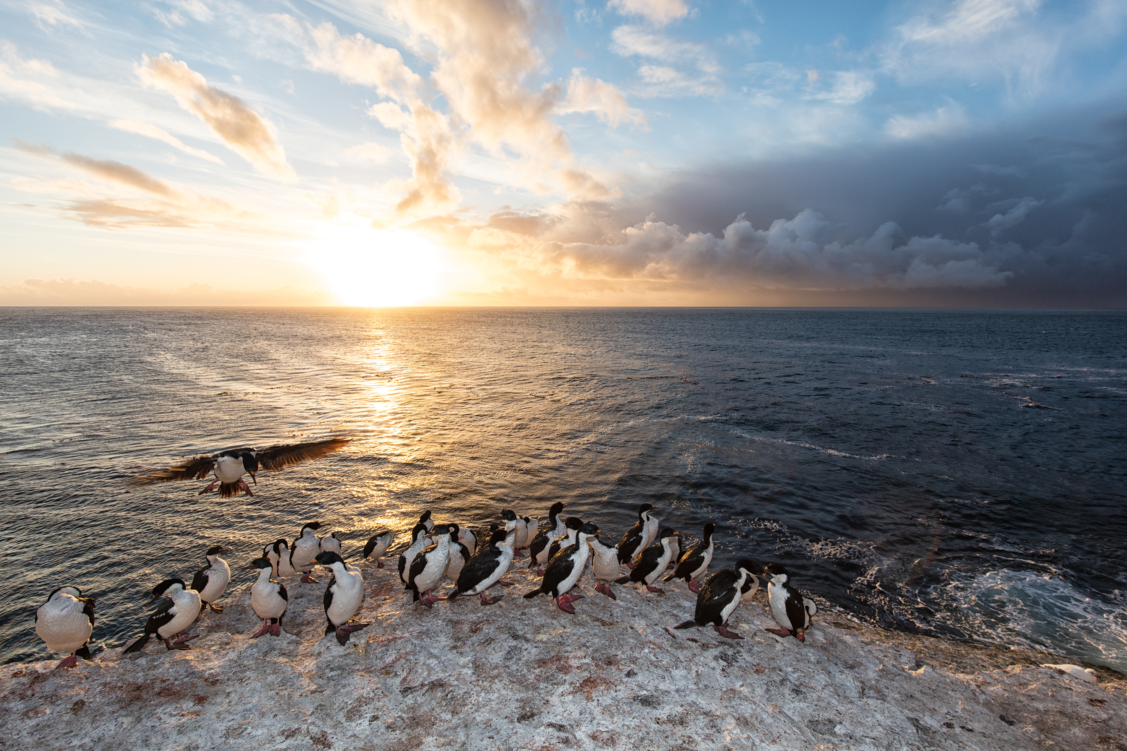 King Cormorants at sunrise - Falklands
