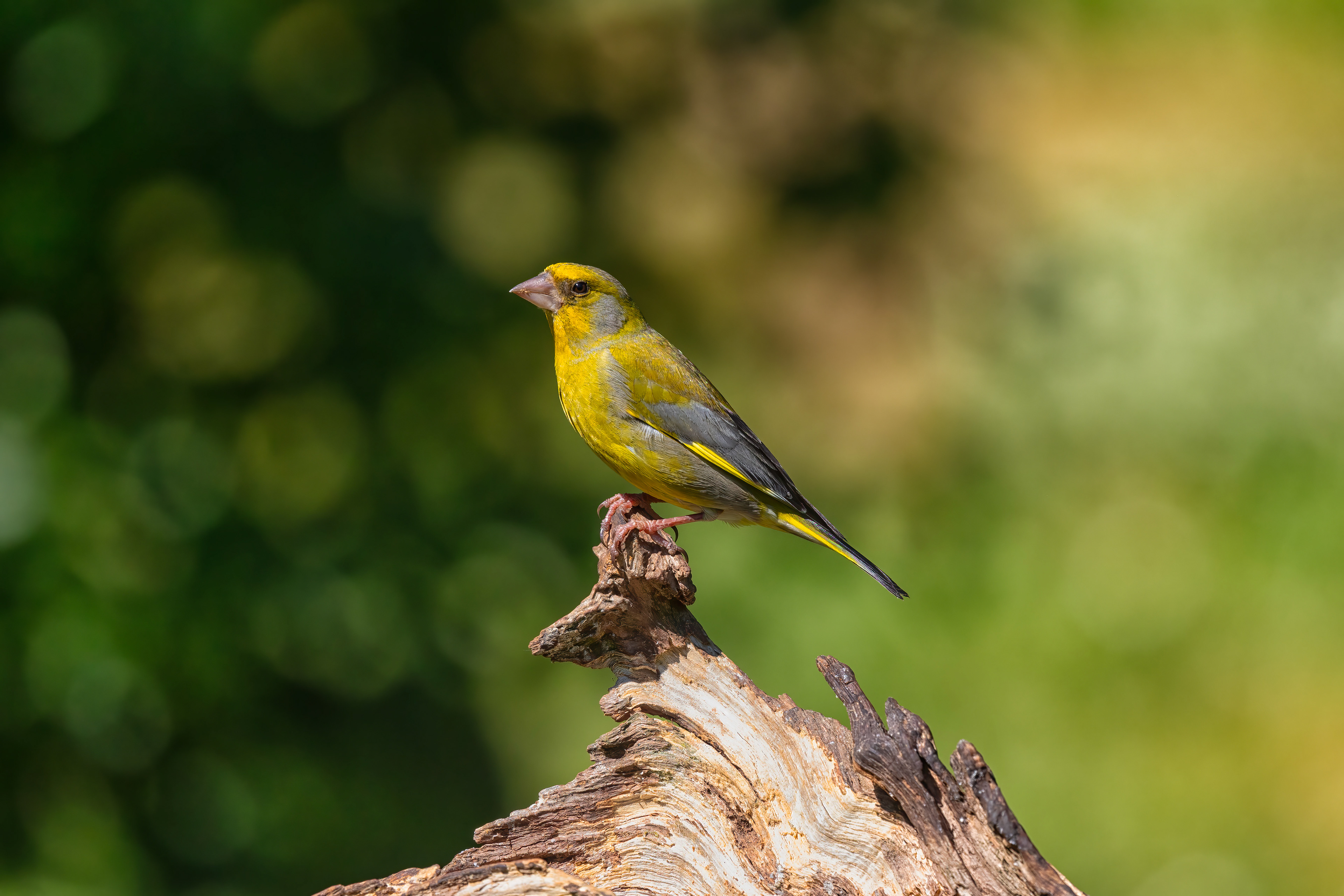 European Greenfinch