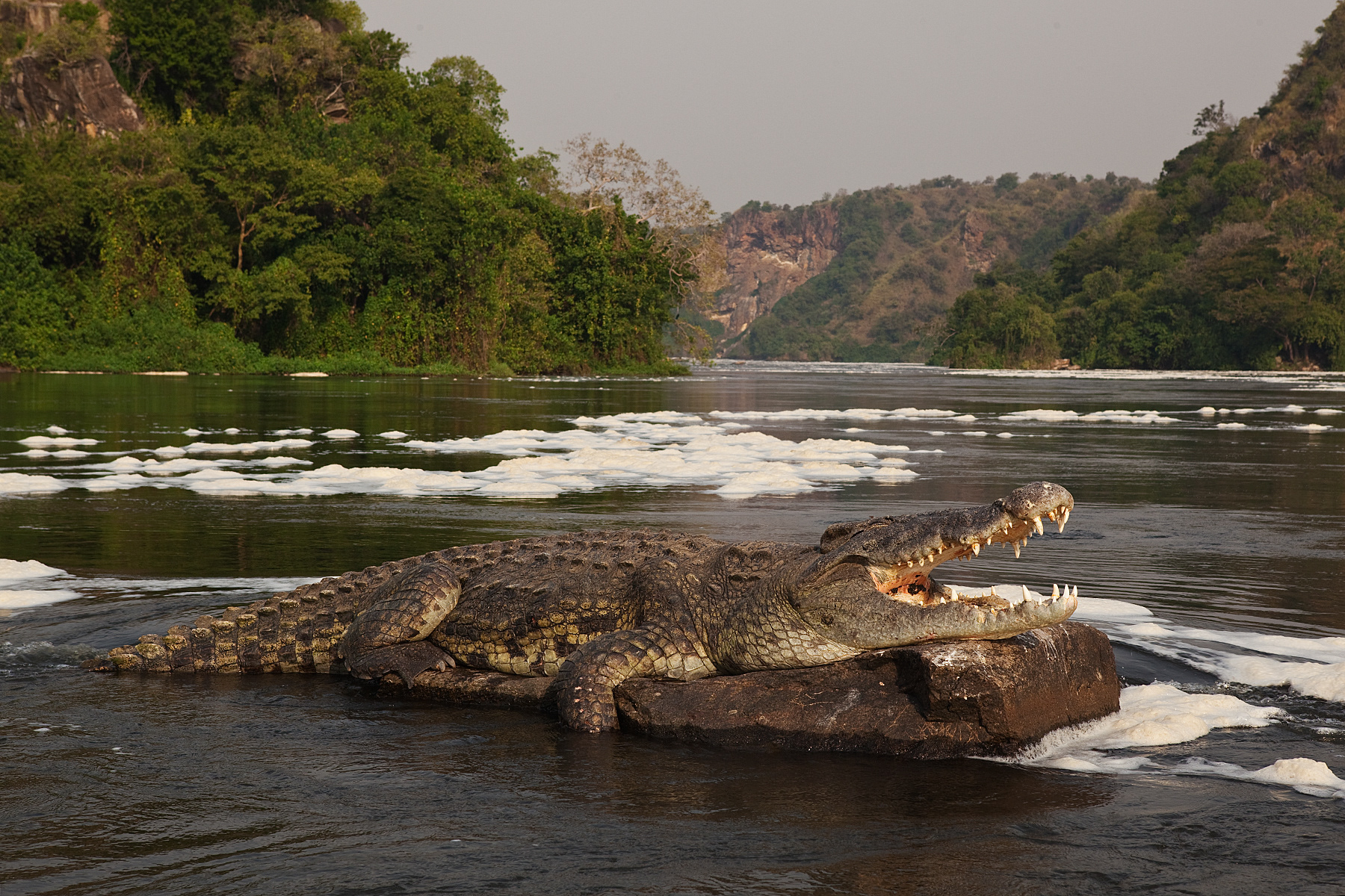 A huge Nile Crocodile basking on a rock downstream from Murchison Falls - Uganda