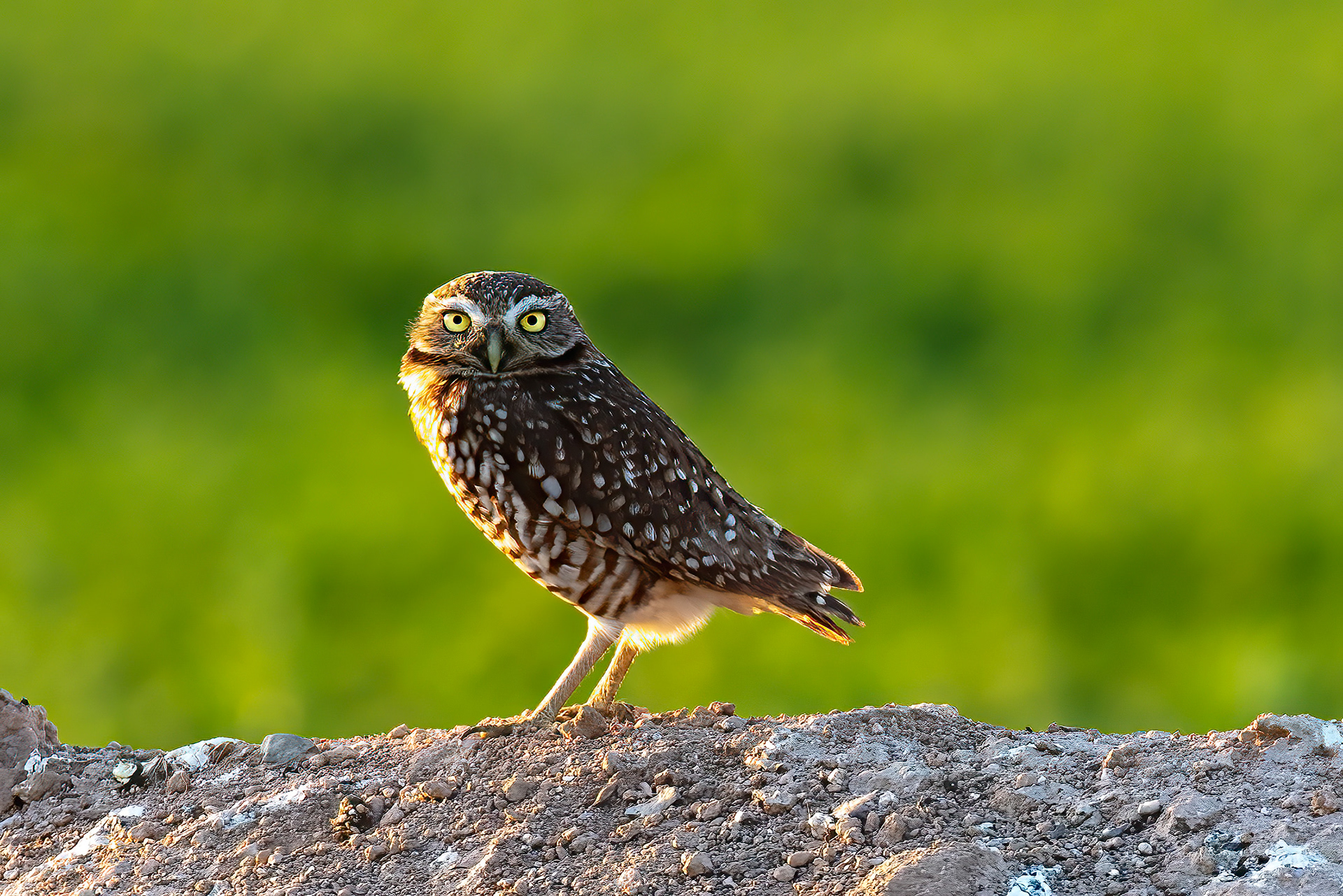 Burrowing Owl