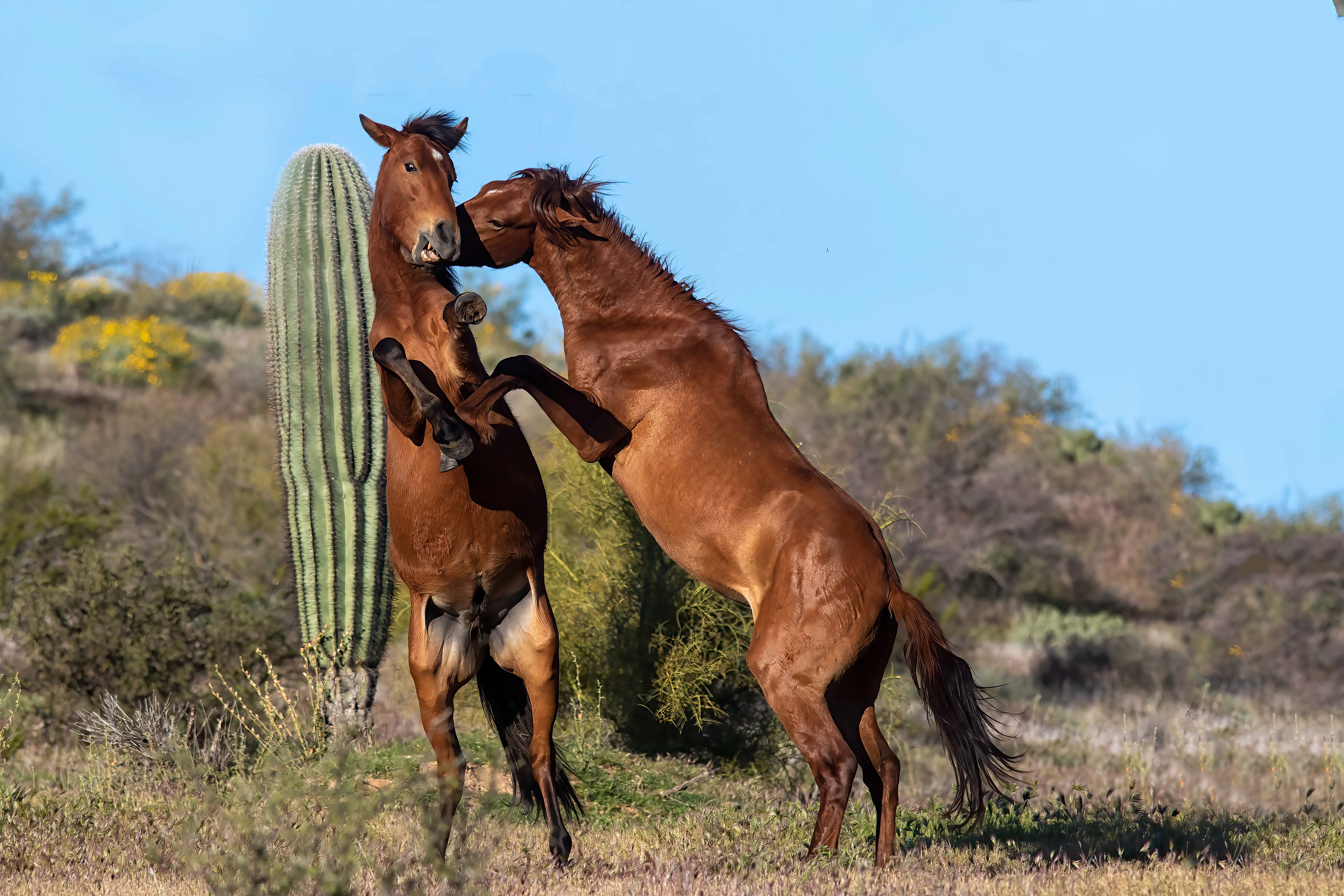 Wild Horses fighting - RM