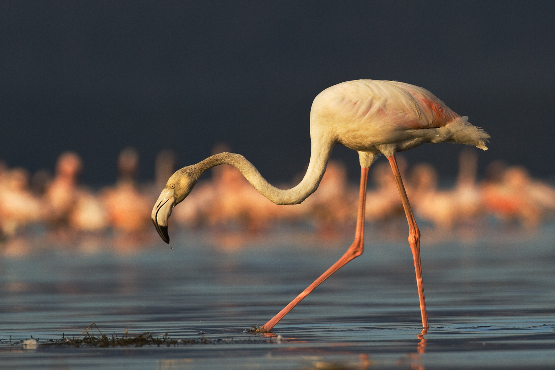 Greater Flamingo feeding - Nakuru