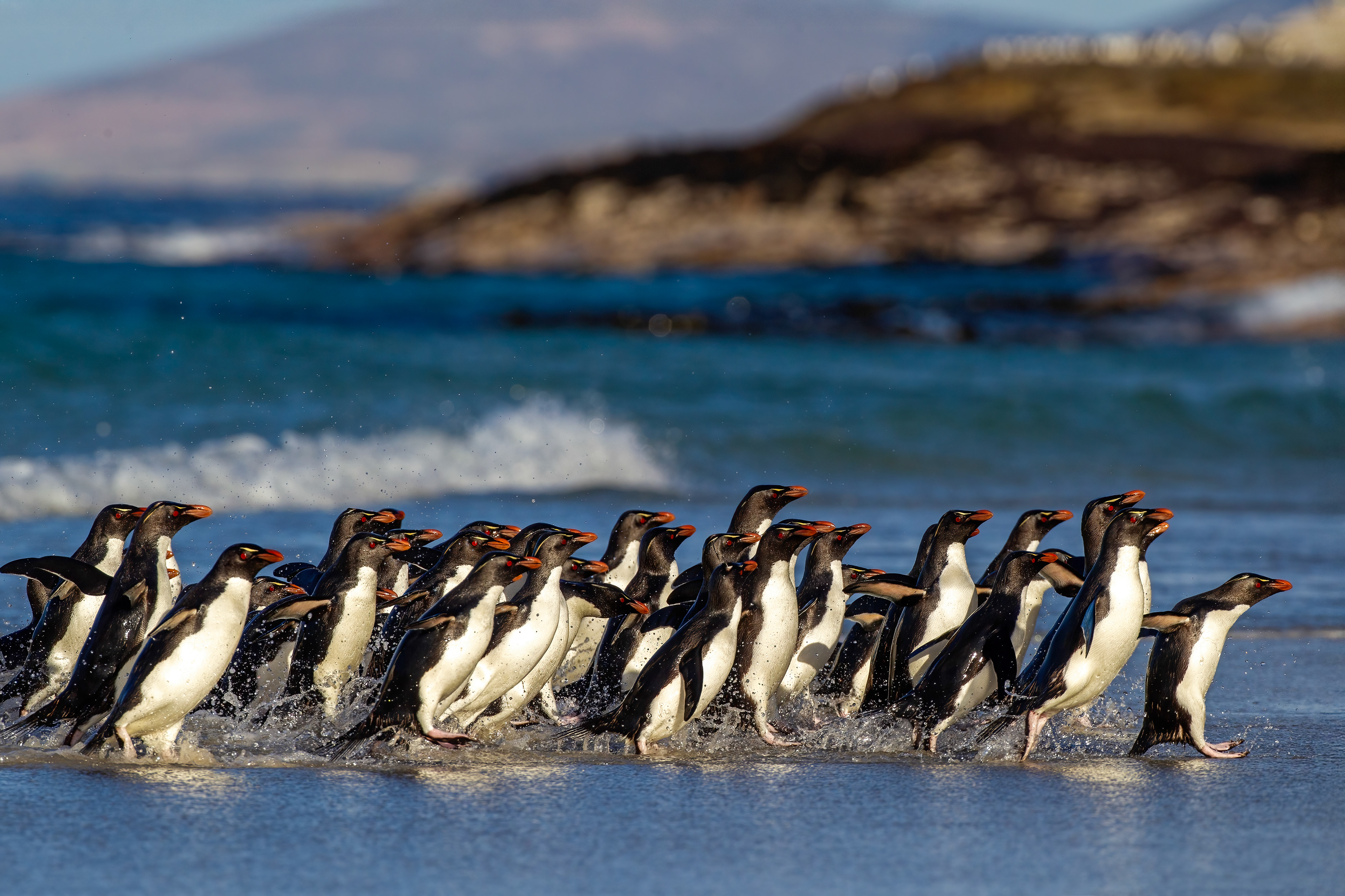 Rockhopper Penguins returning to the beach on Saunders Island - Falklands