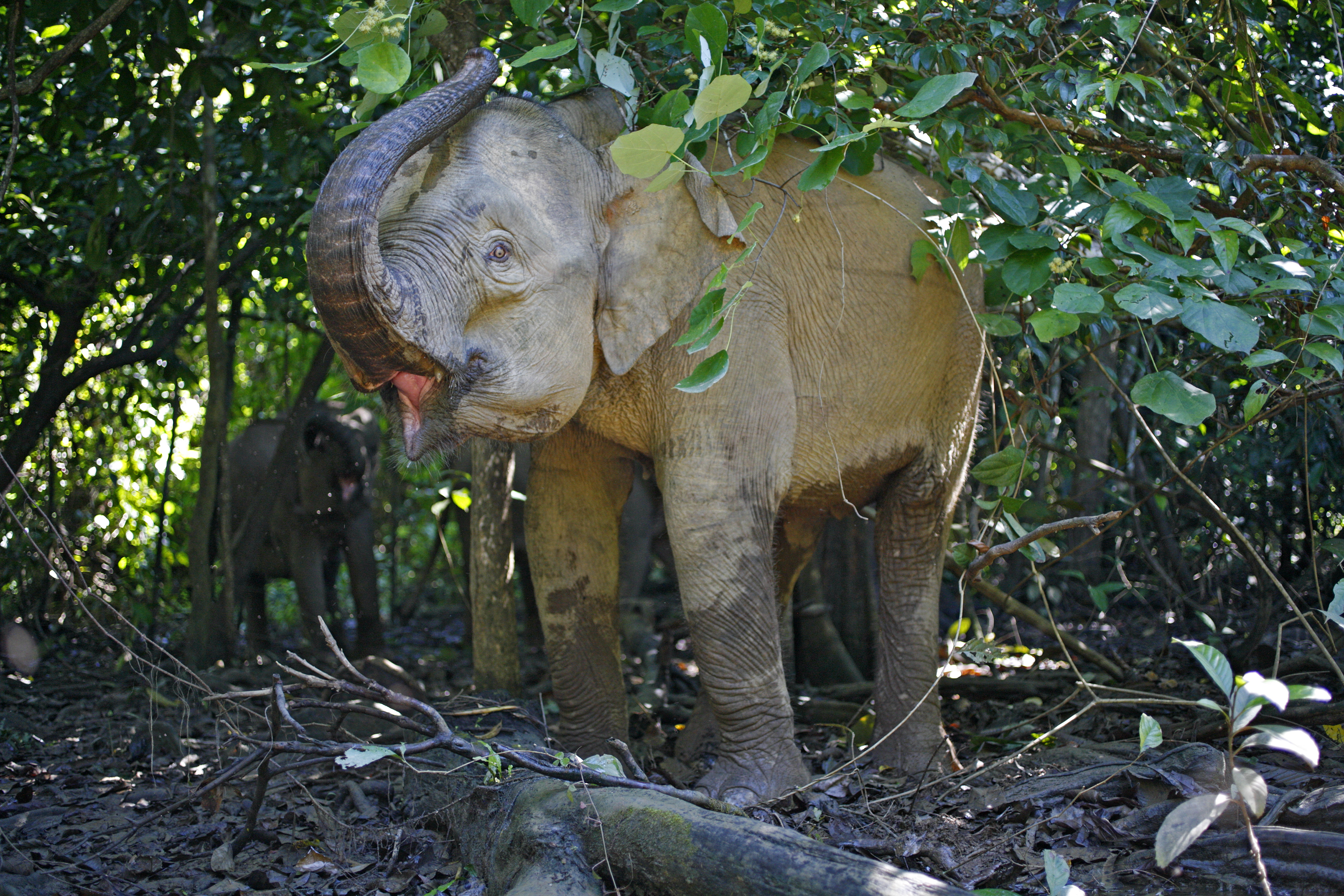 Pygmy Elephants at the edge of the Kinabatangan River - Sabah, Malaysia