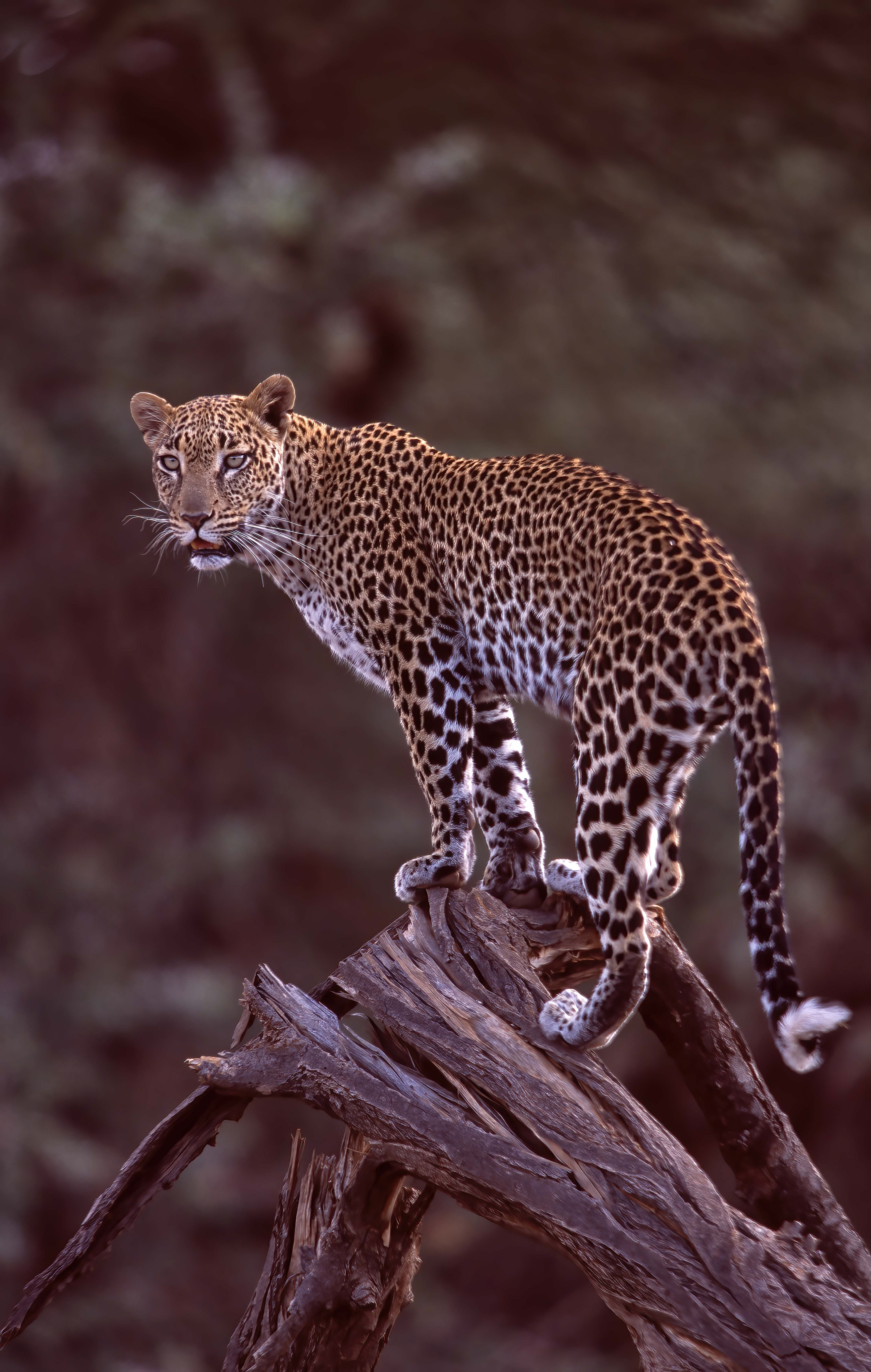 Leopard - Samburu
