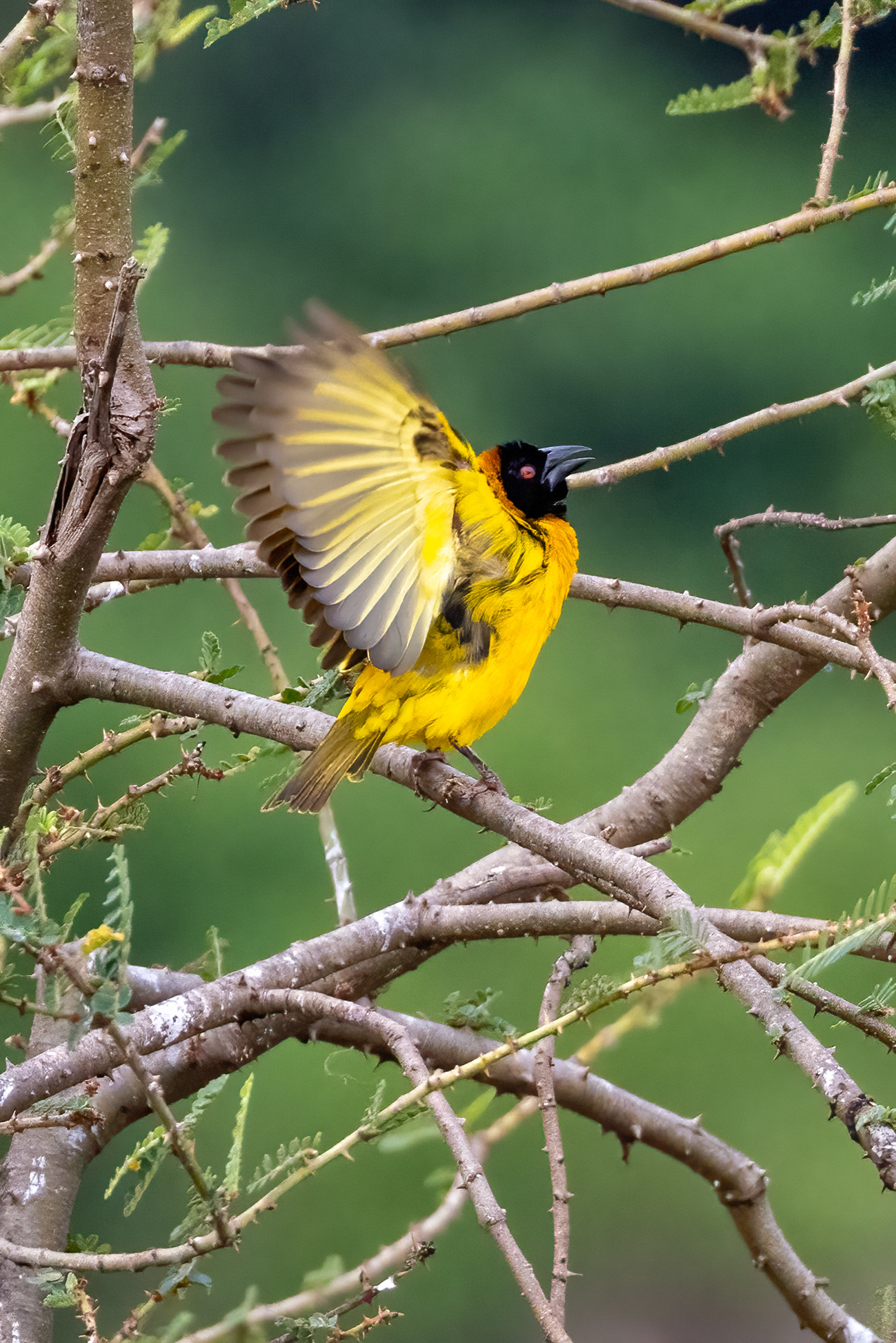 Black-headed Weaver - Murchison Falls, Uganda - RM
