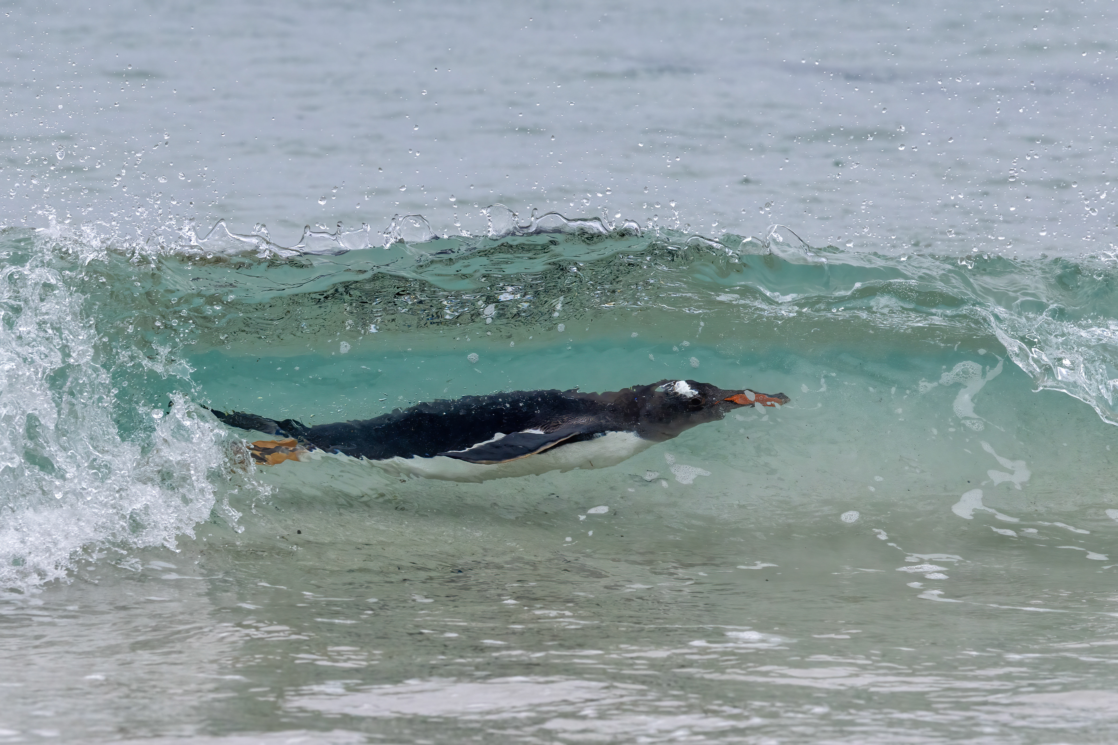 Gentoo Penguin riding the surf - Falklands - RM