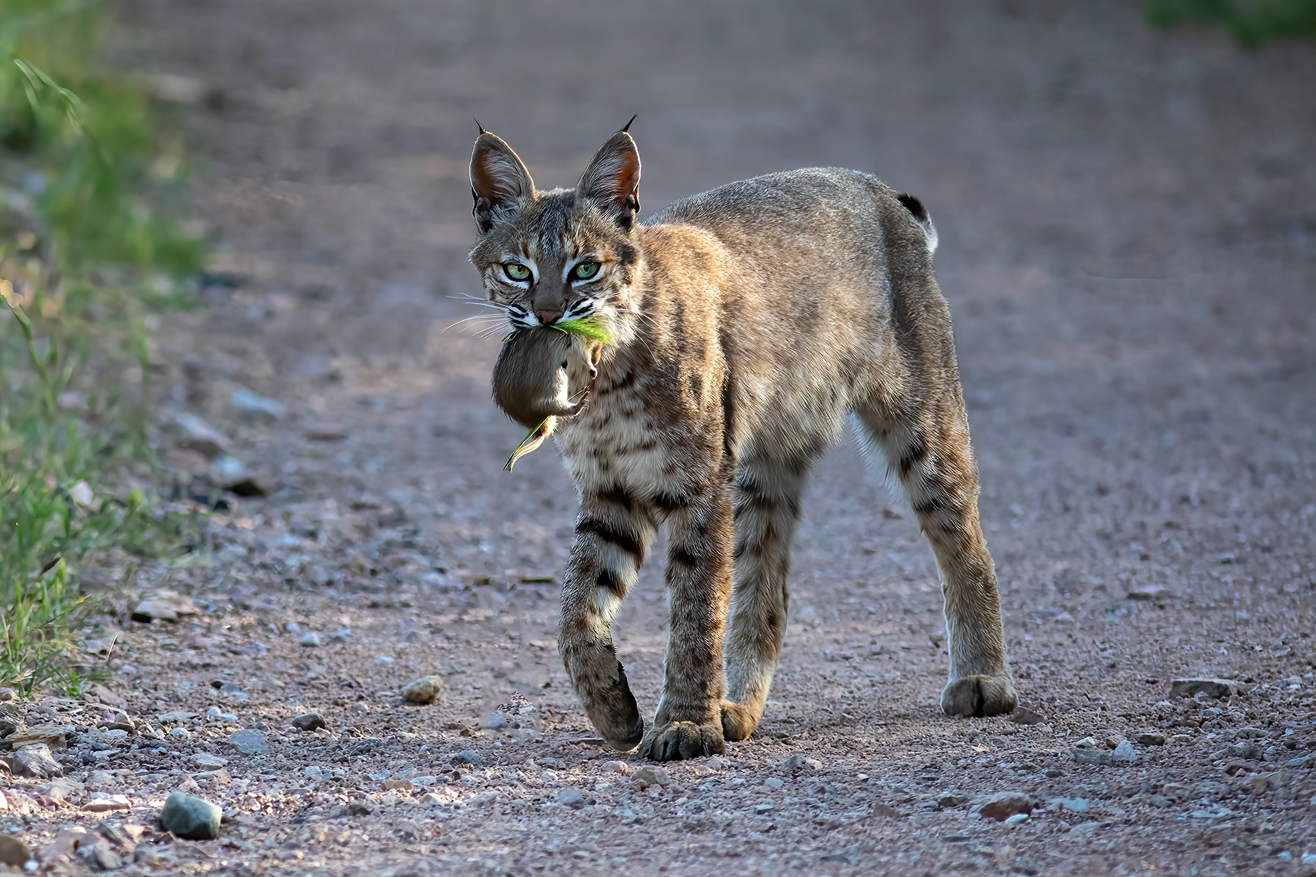 Female Bobcat with rodent - RM