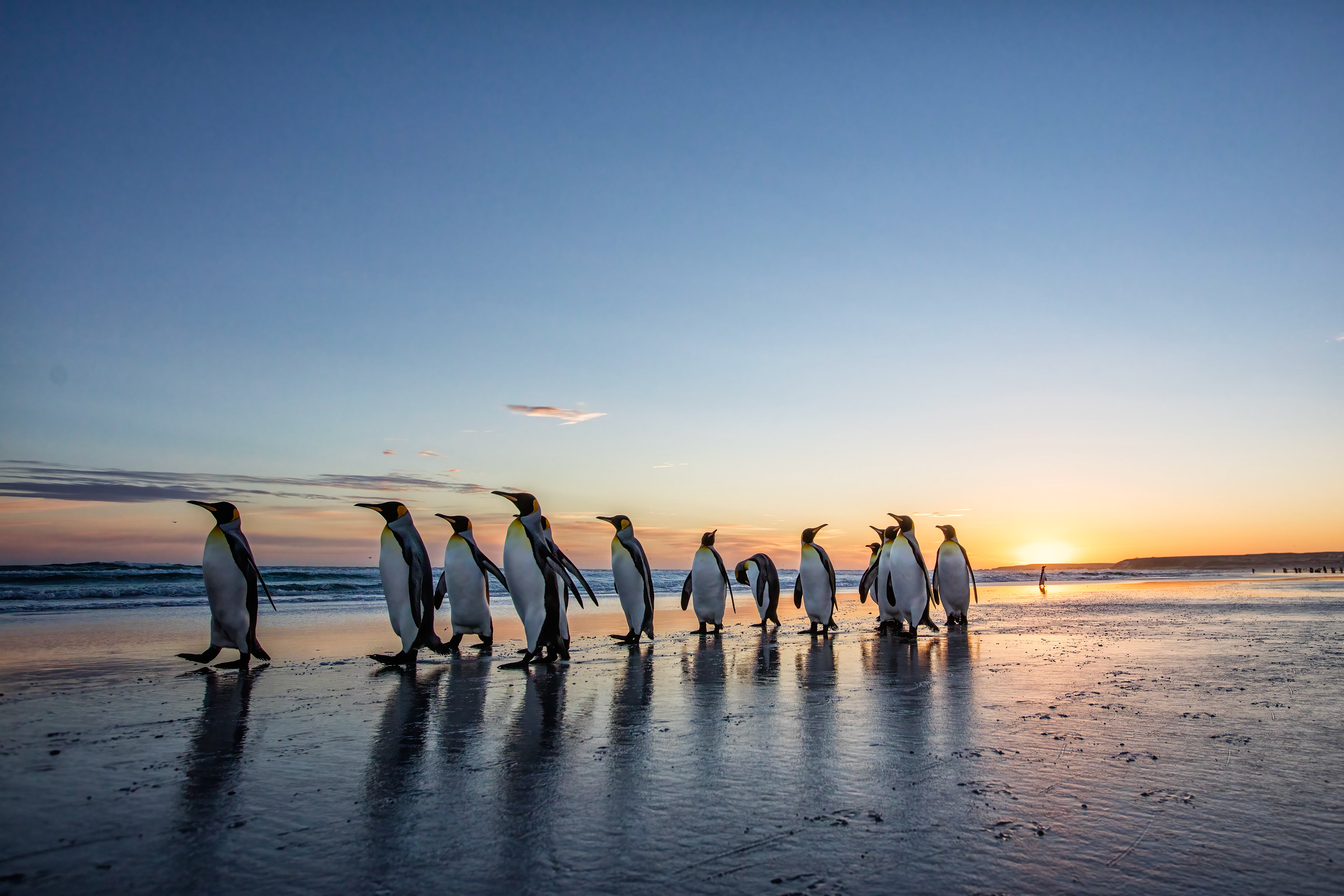 King Penguins at Sunrise on Volunteer Beach - Falklands