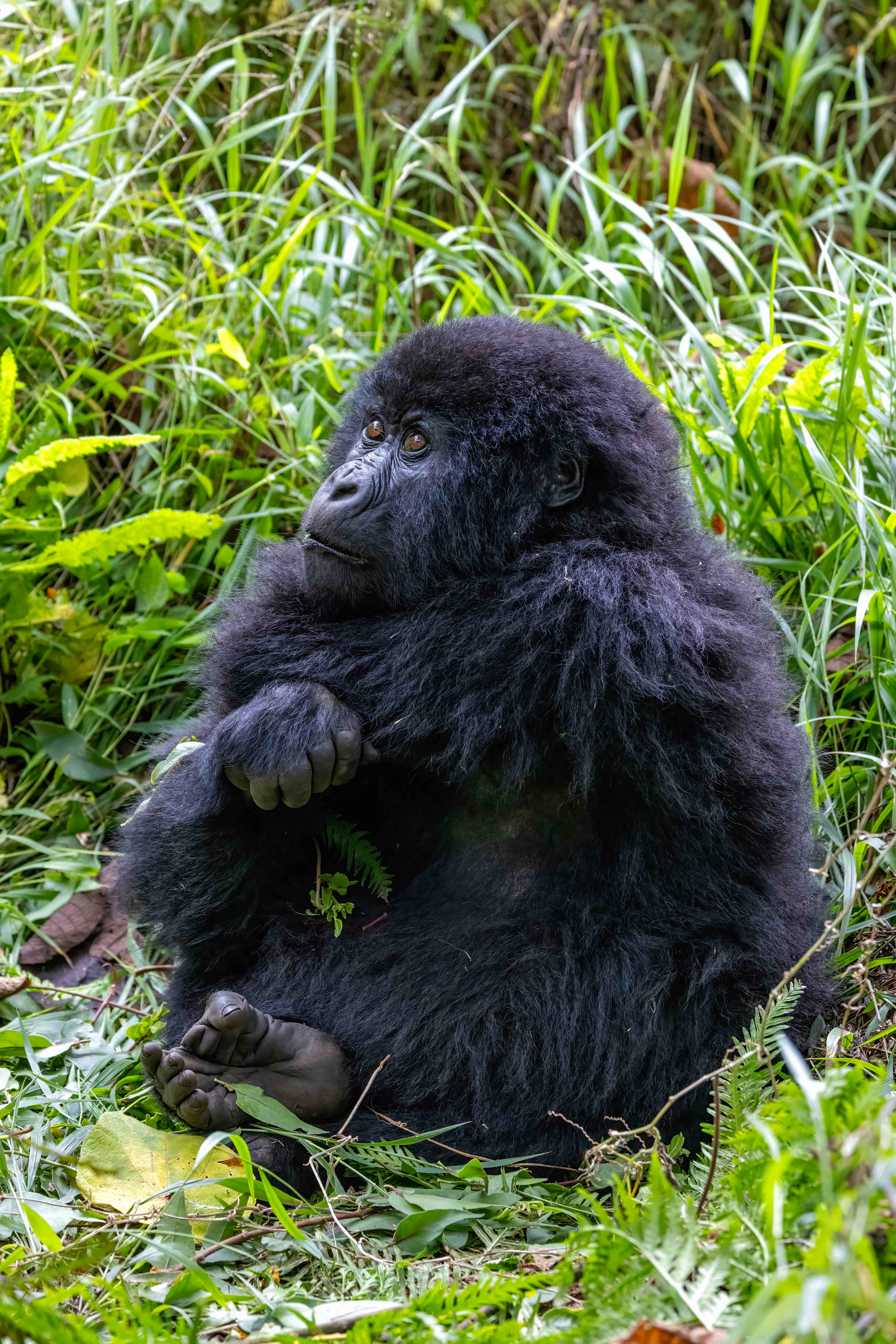 Young Mountain Gorilla - Uganda - RM