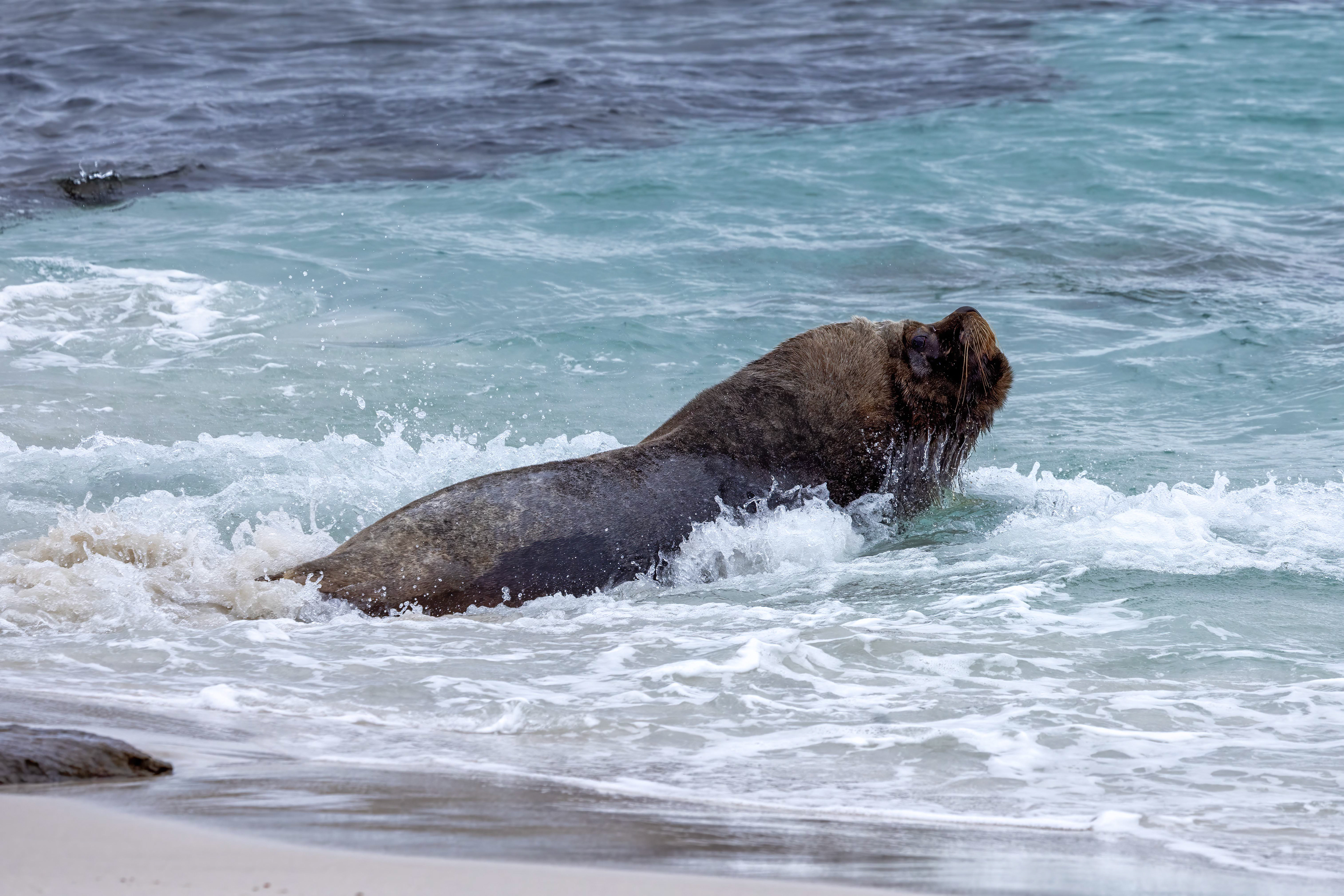 Southern Sealion - Falklands