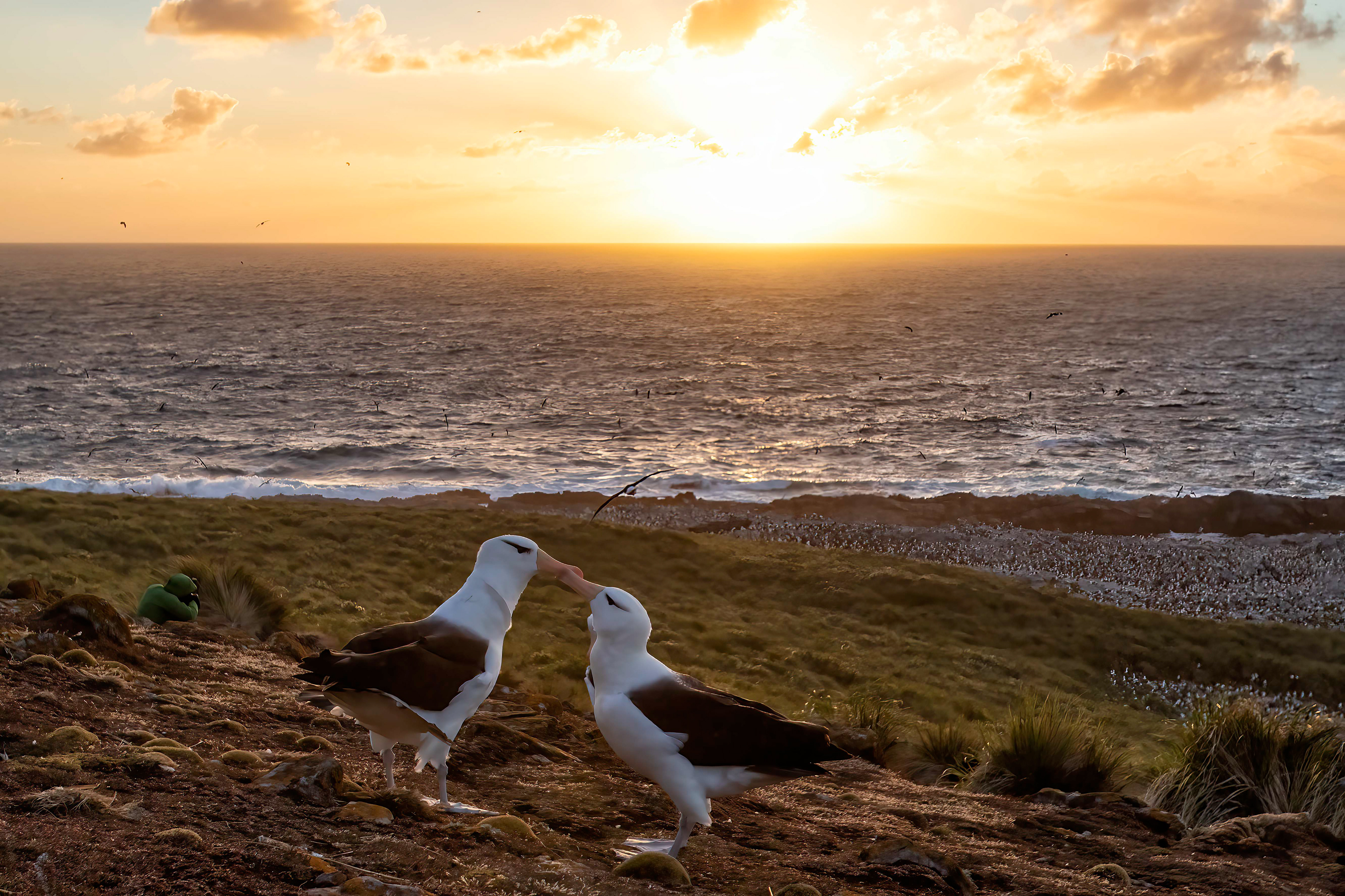 Courting Black-browed Albatross at sunset - Falklands - RM