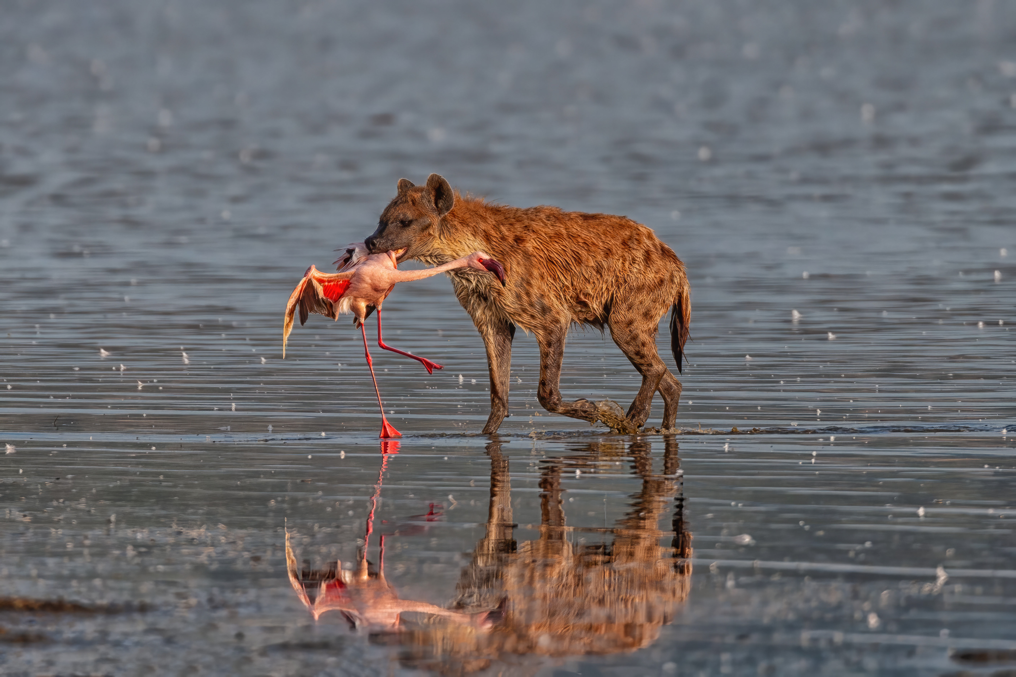 Spotted Hyena hunting Flamingos - Lake Nakuru, Kenya